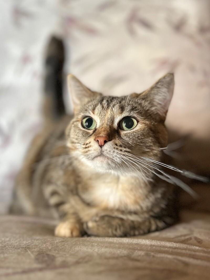 Enlarge Mary, a Adoptable Domestic Short Hair in Adrian, MI image 3/6