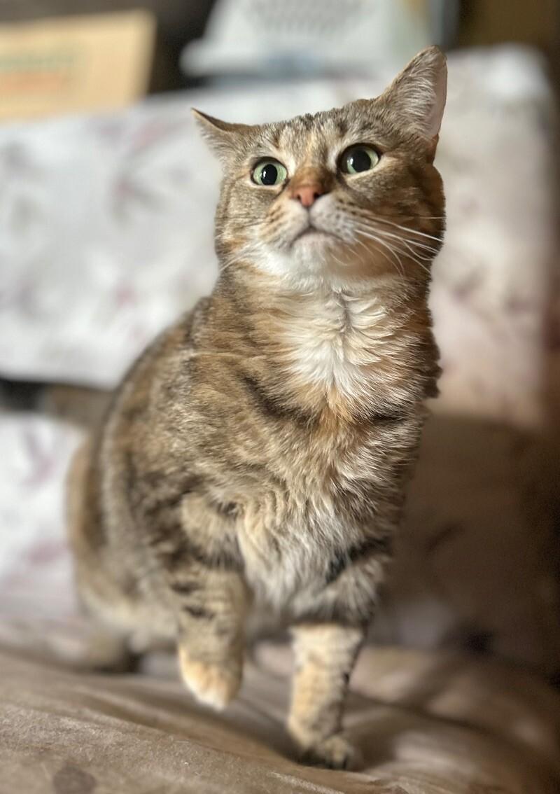 Enlarge Mary, a Adoptable Domestic Short Hair in Adrian, MI image 4/6