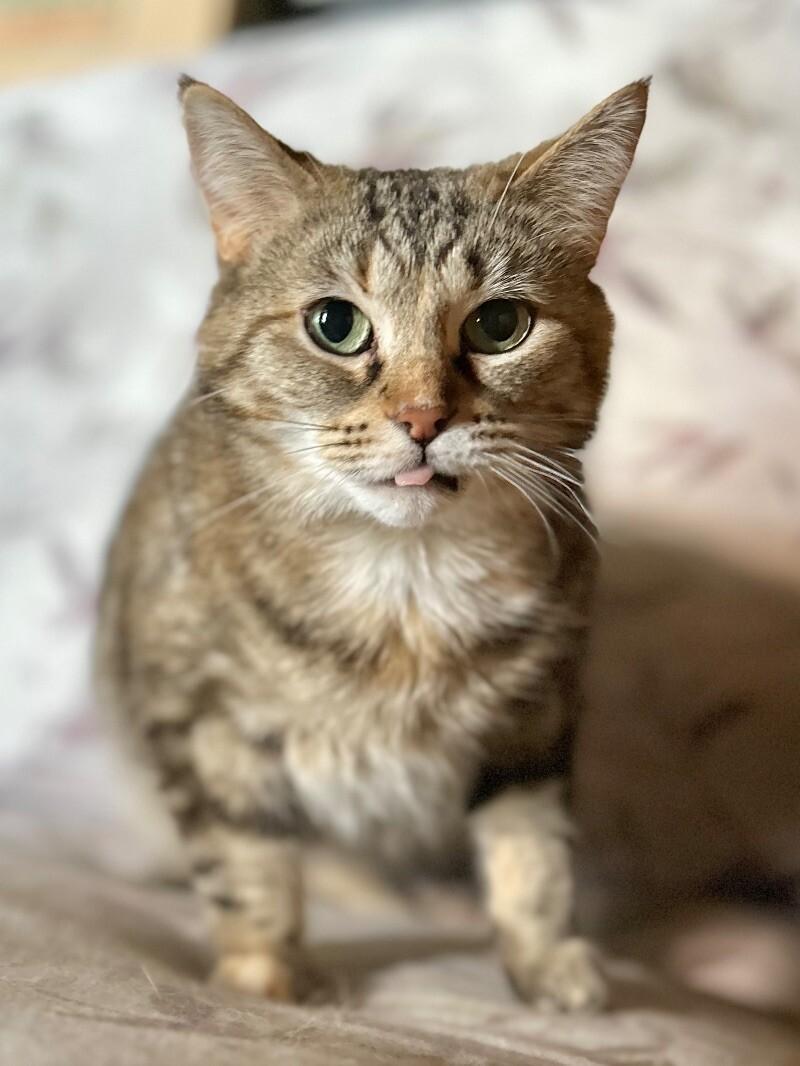 Enlarge Mary, a Adoptable Domestic Short Hair in Adrian, MI image 5/6