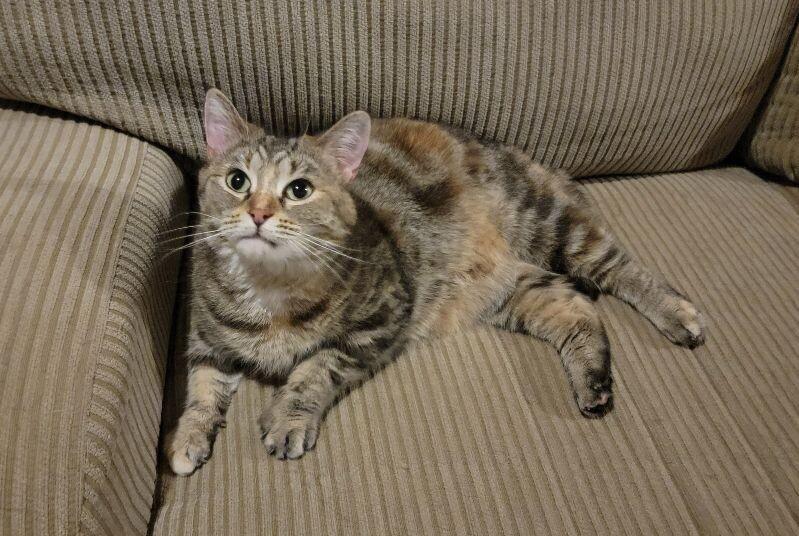 Enlarge Mary, a Adoptable Domestic Short Hair in Adrian, MI image 6/6