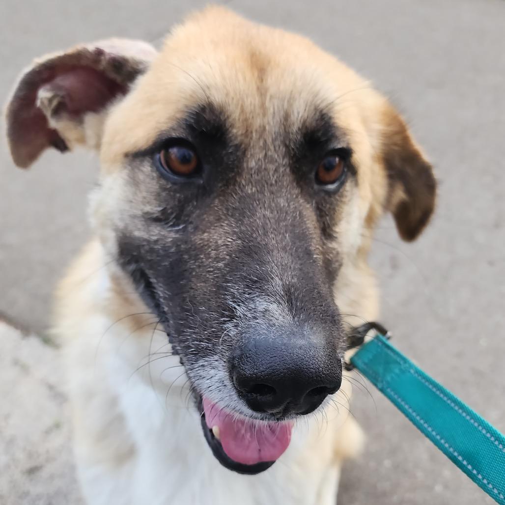 Enlarge Wyatt, a Adoptable mixed breed in Ennis, TX image 3/6