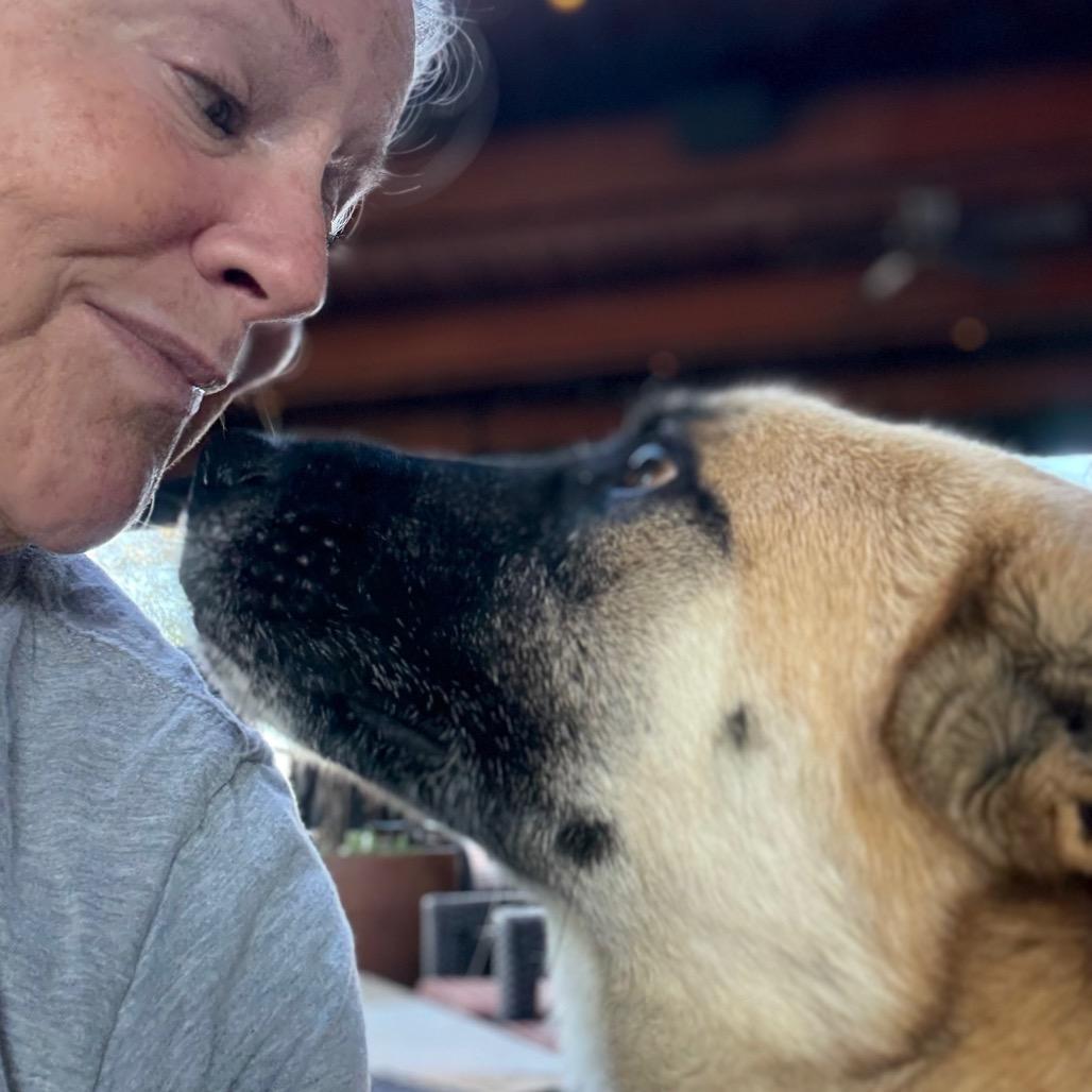 Enlarge Wyatt, a Adoptable mixed breed in Ennis, TX image 5/6