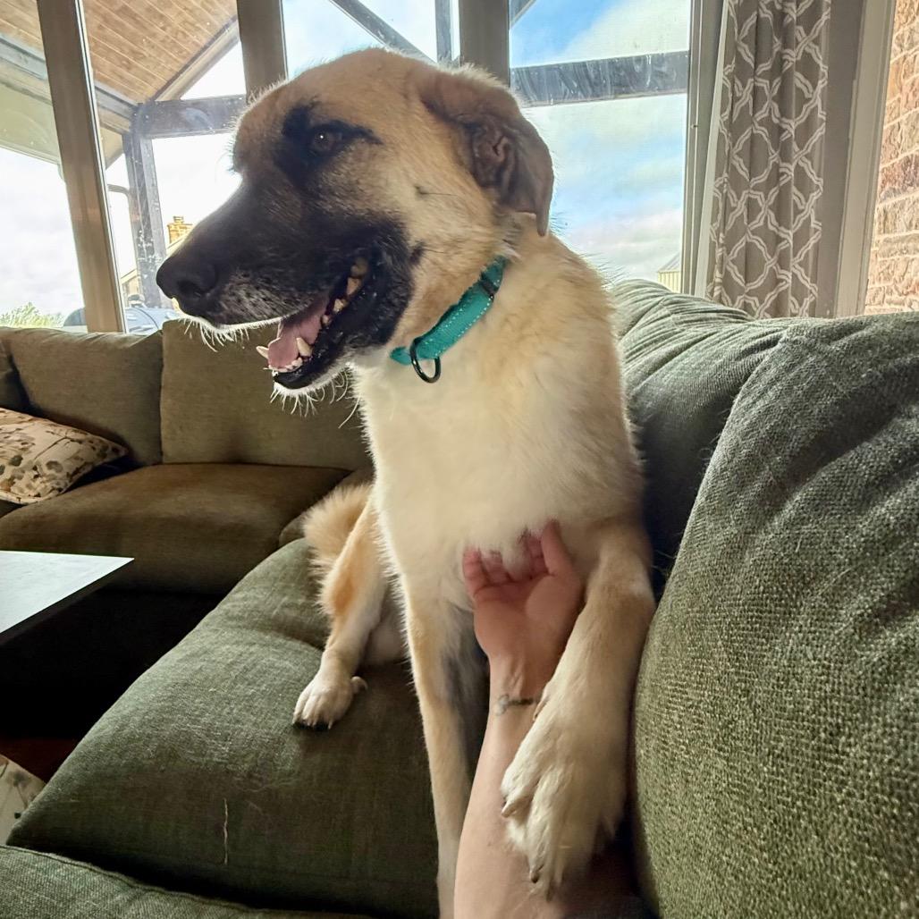 Enlarge Wyatt, a Adoptable mixed breed in Ennis, TX image 6/6