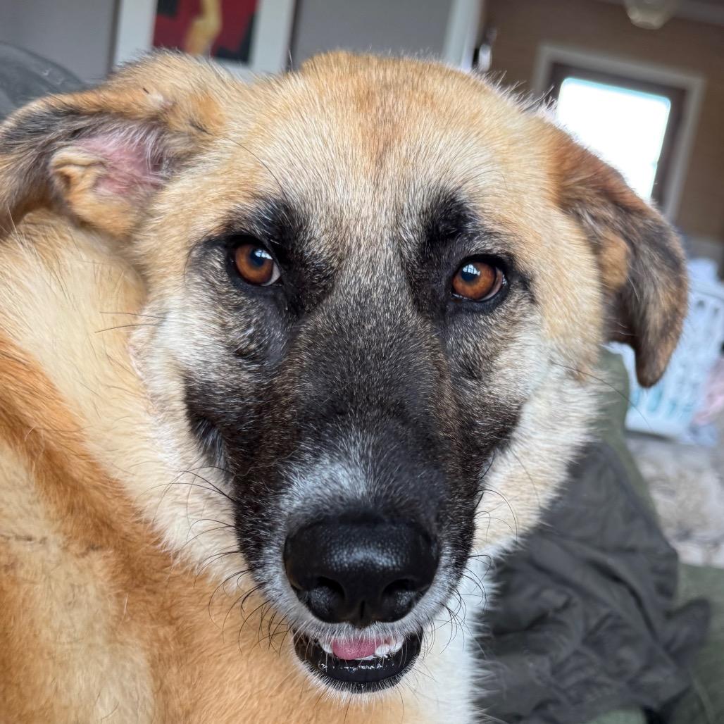 Enlarge Wyatt, a Adoptable mixed breed in Ennis, TX image 1/6