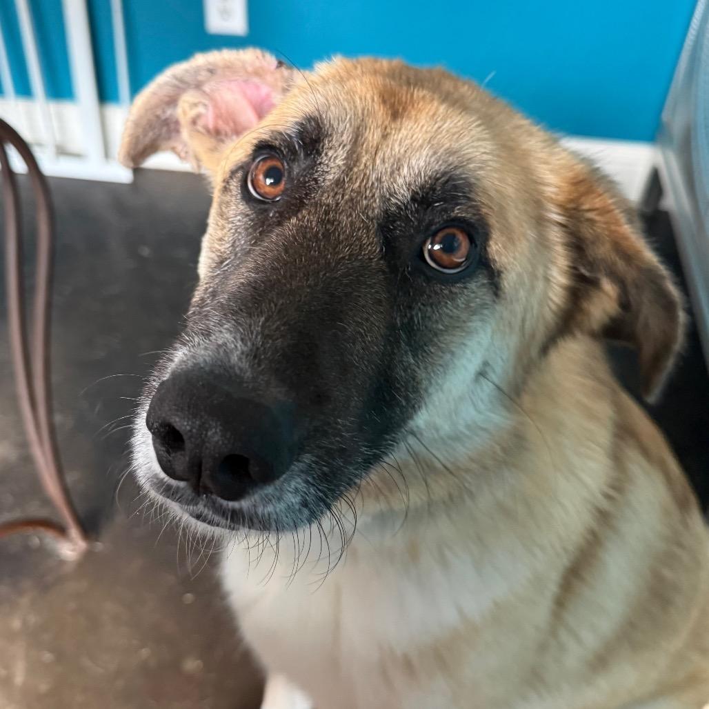 Enlarge Wyatt, a Adoptable mixed breed in Ennis, TX image 2/6