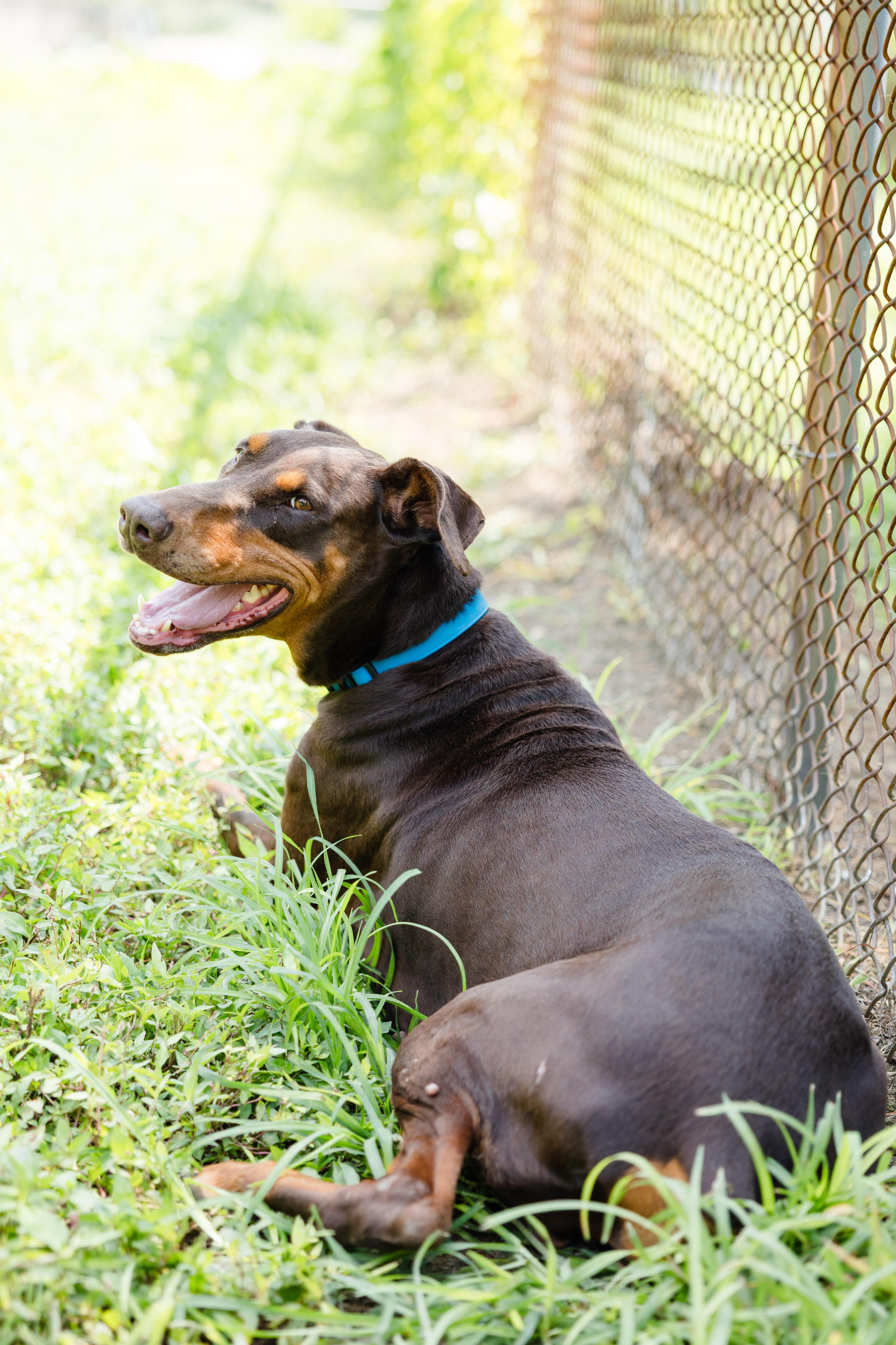 Candie, a ADOPTABLE Doberman Pinscher in Newburgh, IN image 3/4