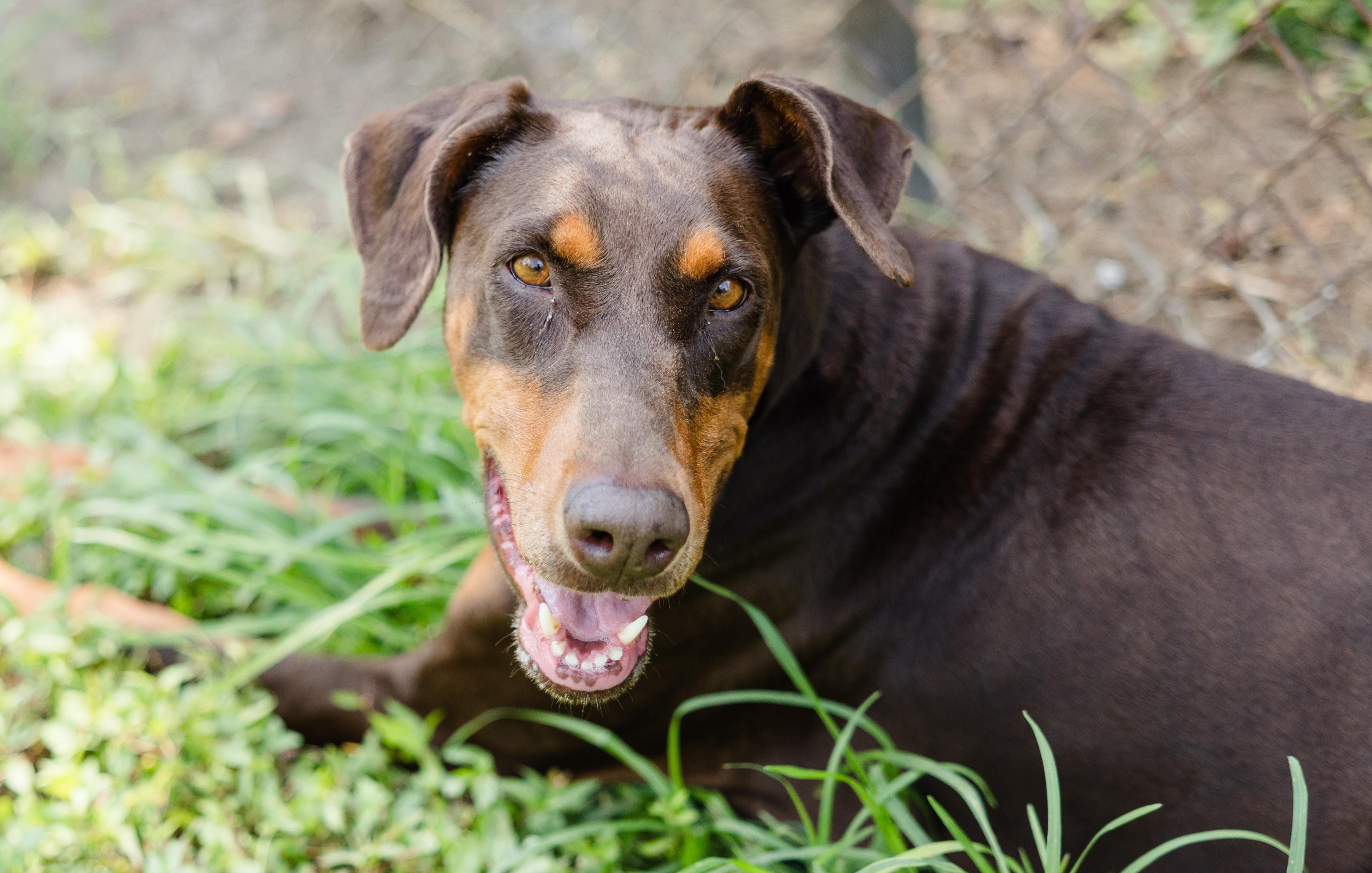 Candie, ADOPTABLE, Senior Female Doberman Pinscher.