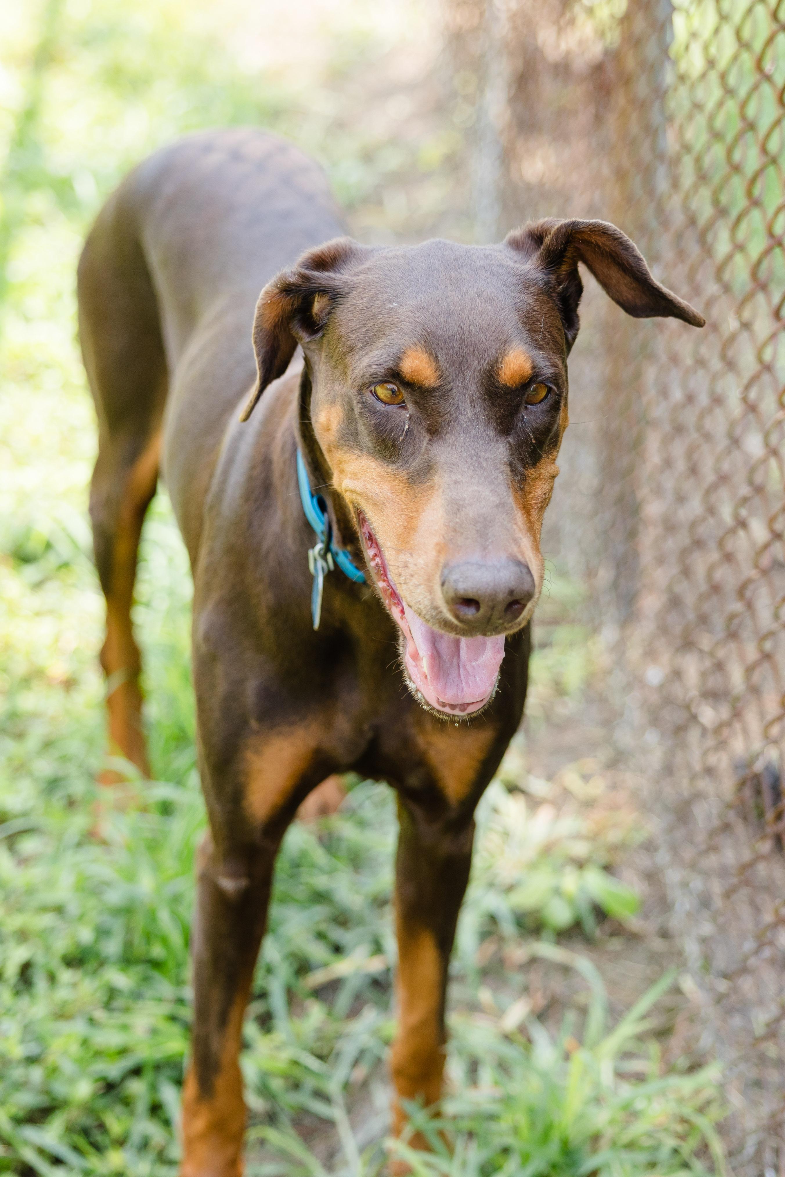 Candie, a ADOPTABLE Doberman Pinscher in Newburgh, IN image 4/4