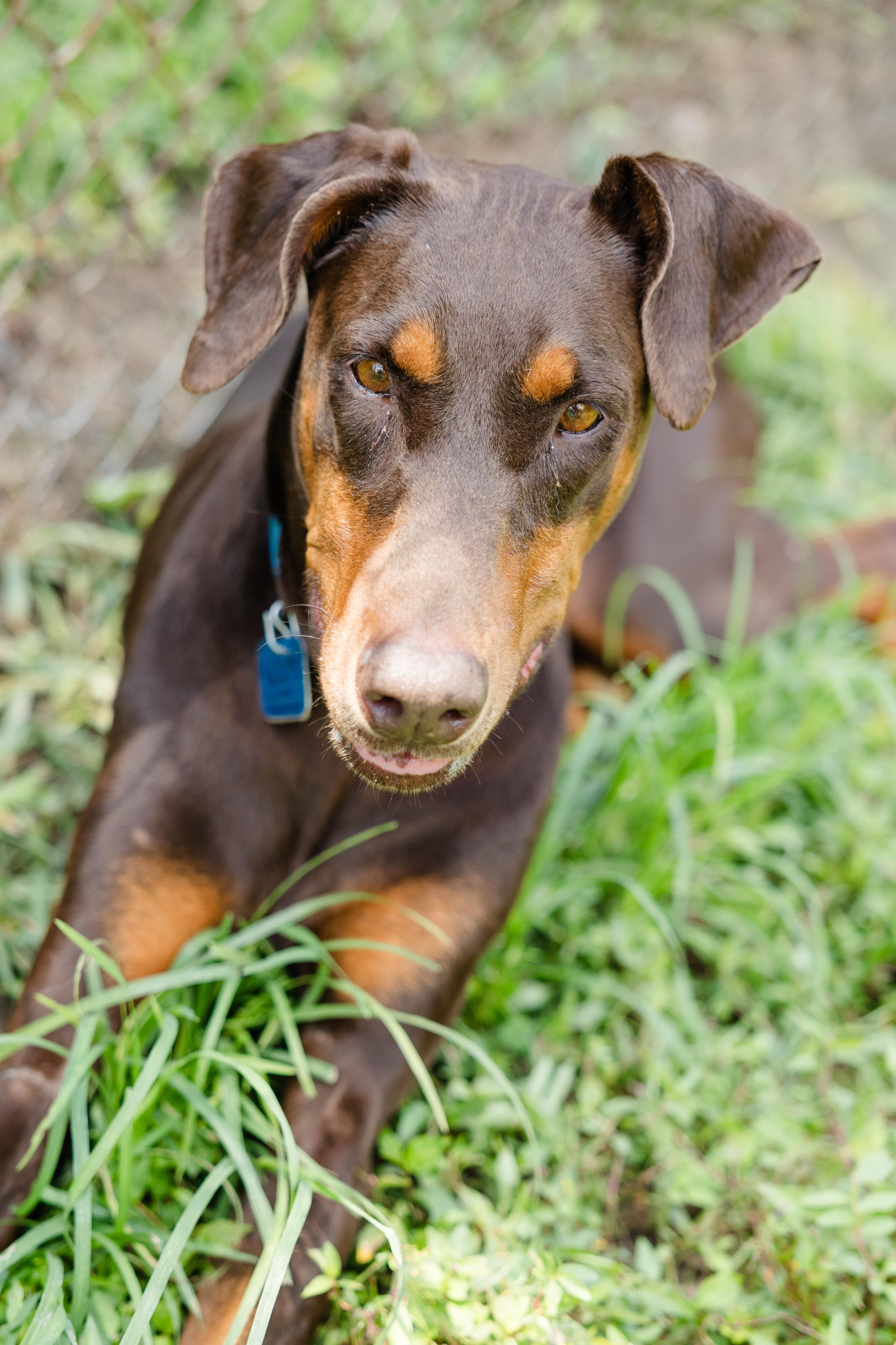 Candie, a ADOPTABLE Doberman Pinscher in Newburgh, IN image 2/4