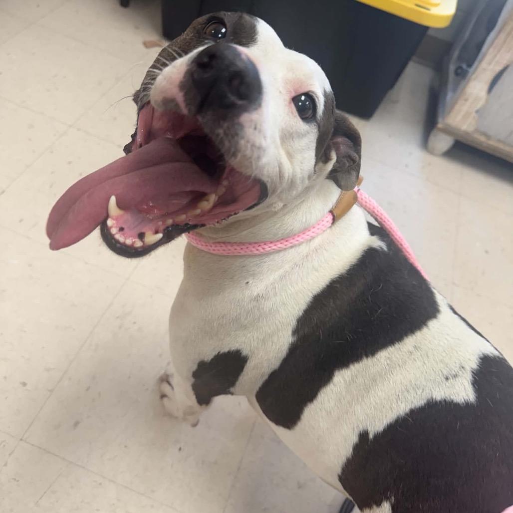 Lady Mae, Adoptable, Adult Female Terrier & Mixed Breed.