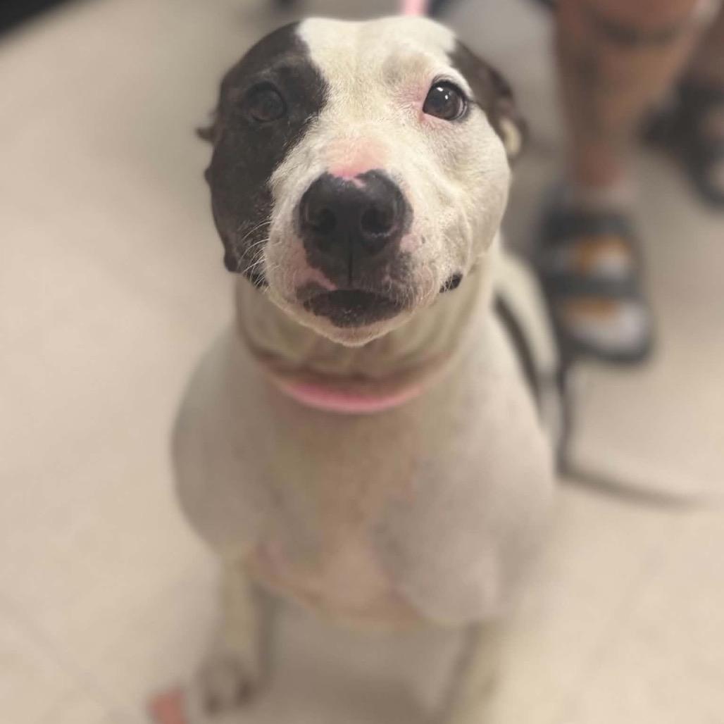 Enlarge Lady Mae, a Adoptable mixed breed in Caryville, TN image 2/6