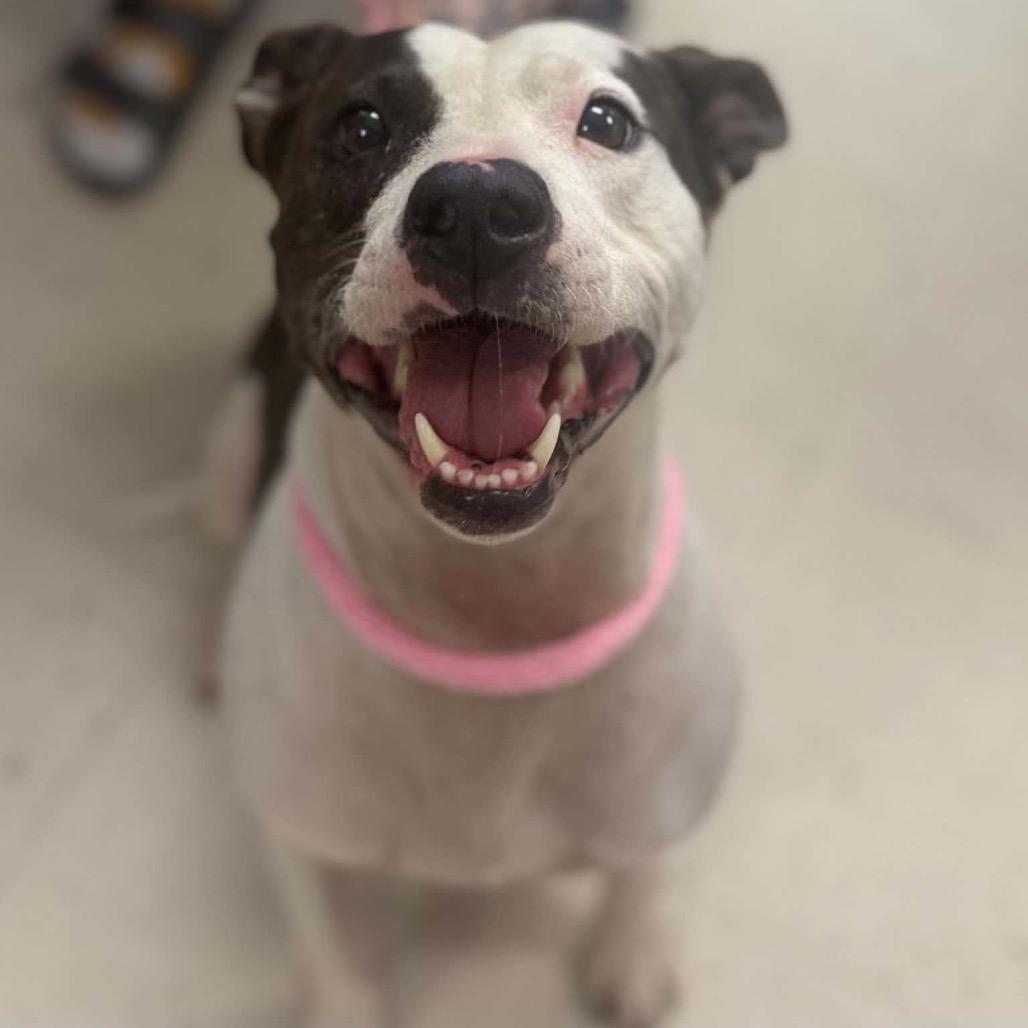 Enlarge Lady Mae, a Adoptable mixed breed in Caryville, TN image 3/6