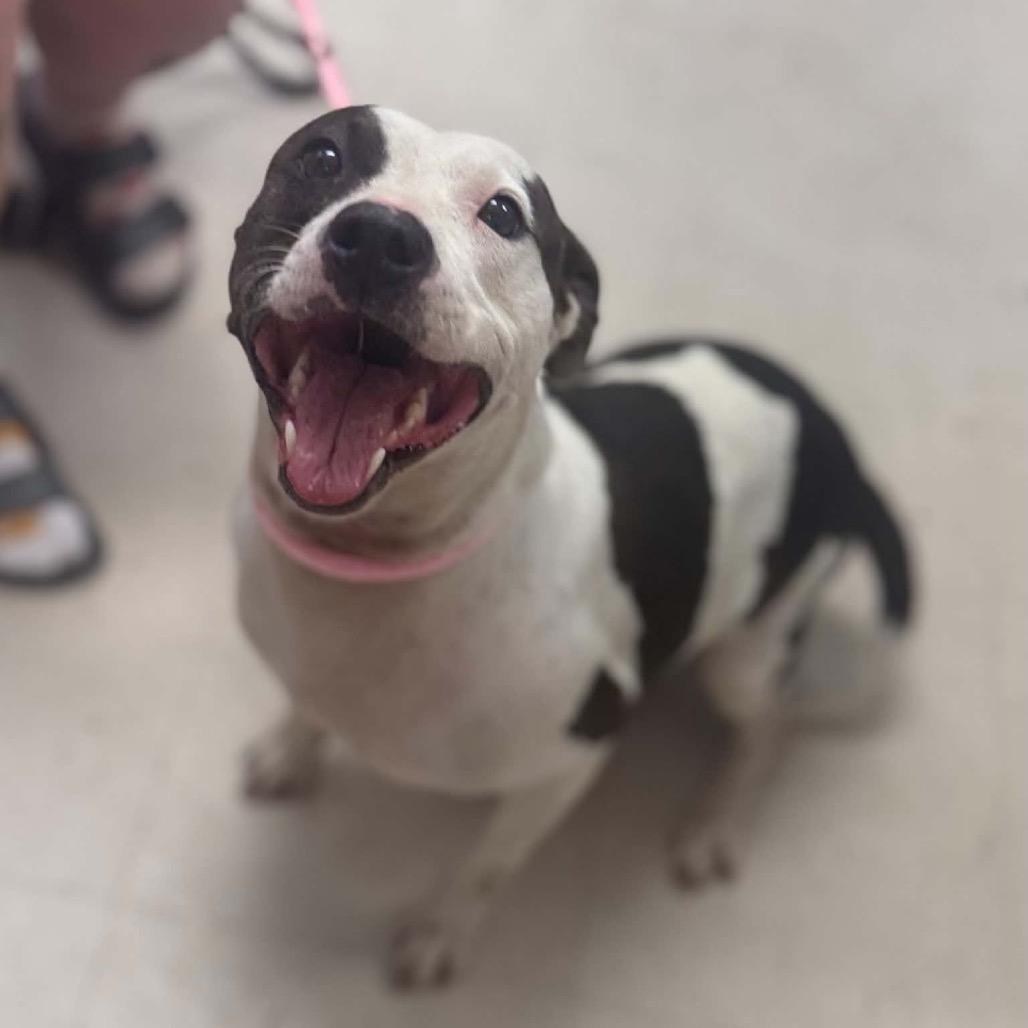 Enlarge Lady Mae, a Adoptable mixed breed in Caryville, TN image 4/6