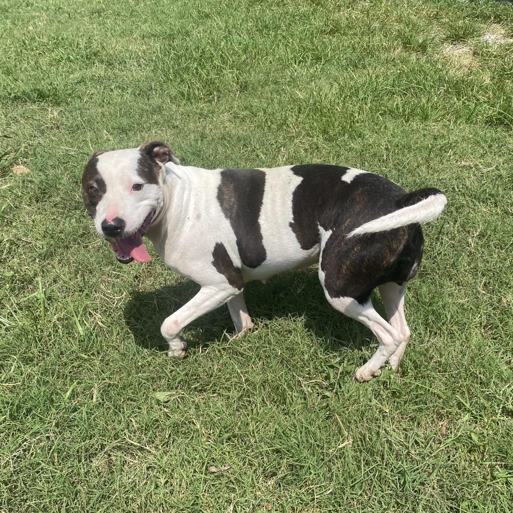Enlarge Lady Mae, a Adoptable mixed breed in Caryville, TN image 5/6