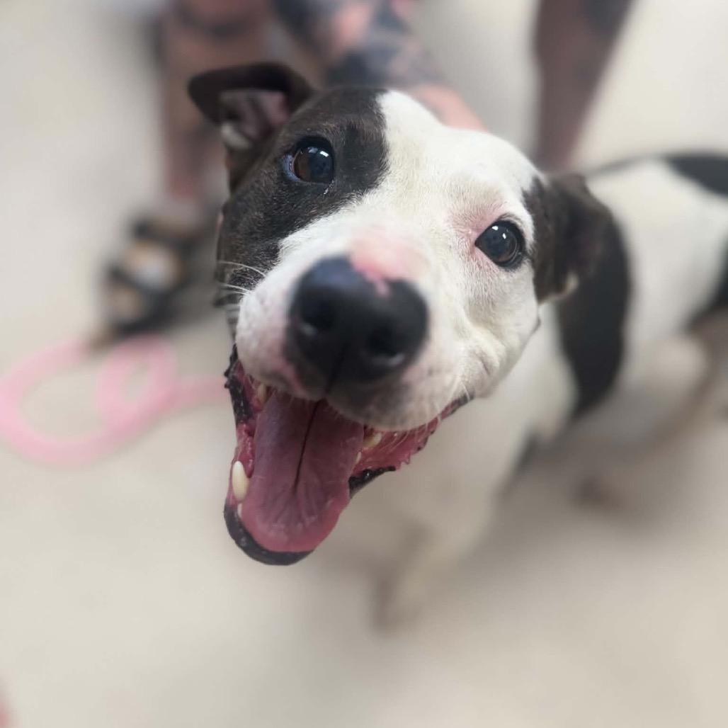 Enlarge Lady Mae, a Adoptable mixed breed in Caryville, TN image 6/6
