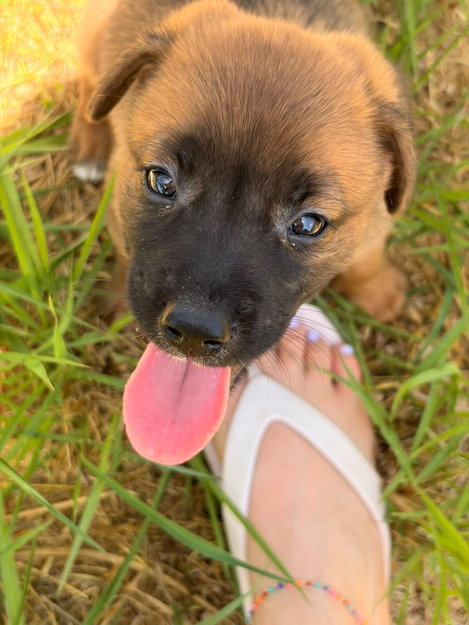 Dean, an adopted mixed breed in Huntington, NY image 1/2
