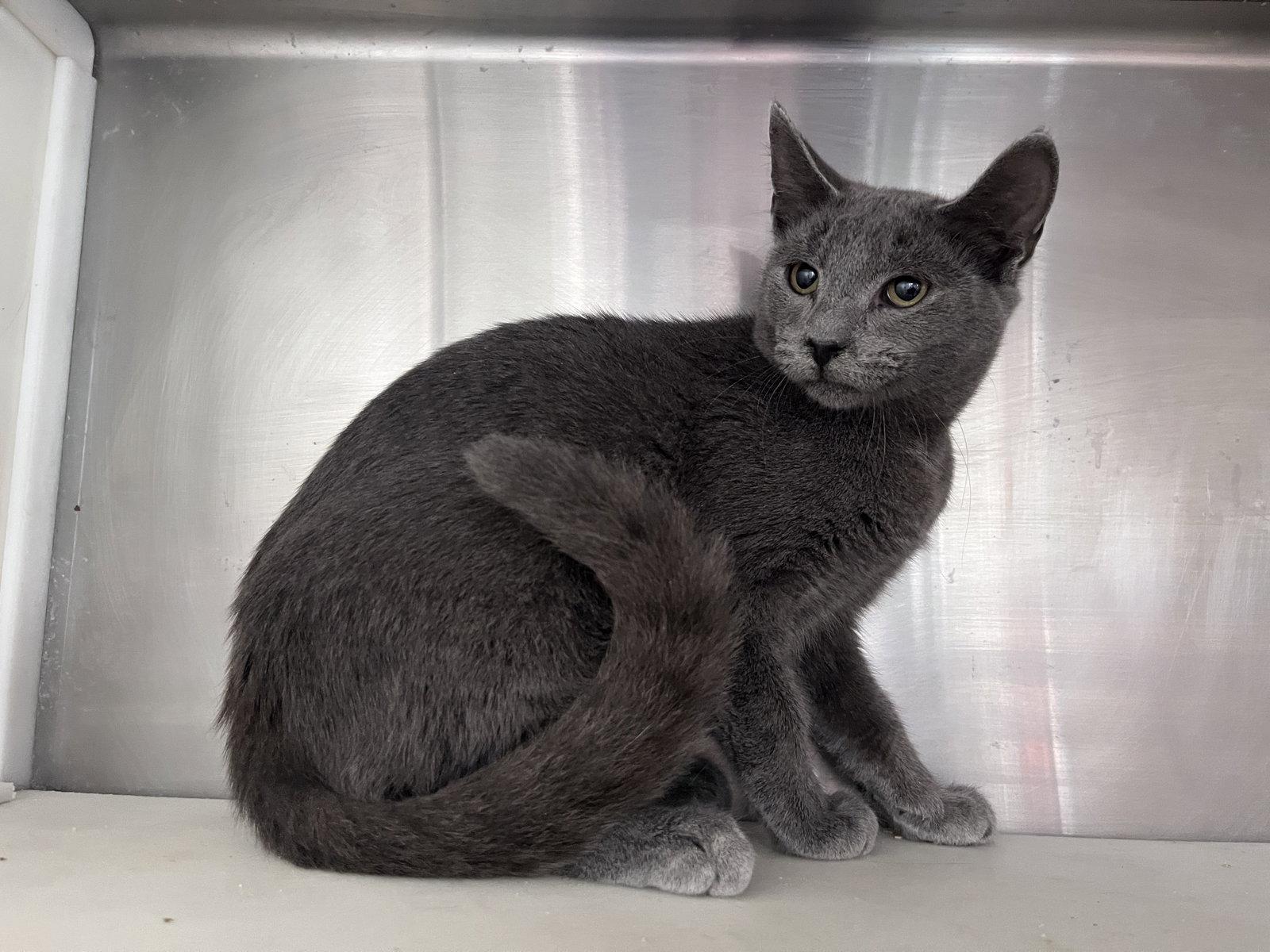 Enlarge Jack, a Adoptable mixed breed in Carrollton, GA image 3/3