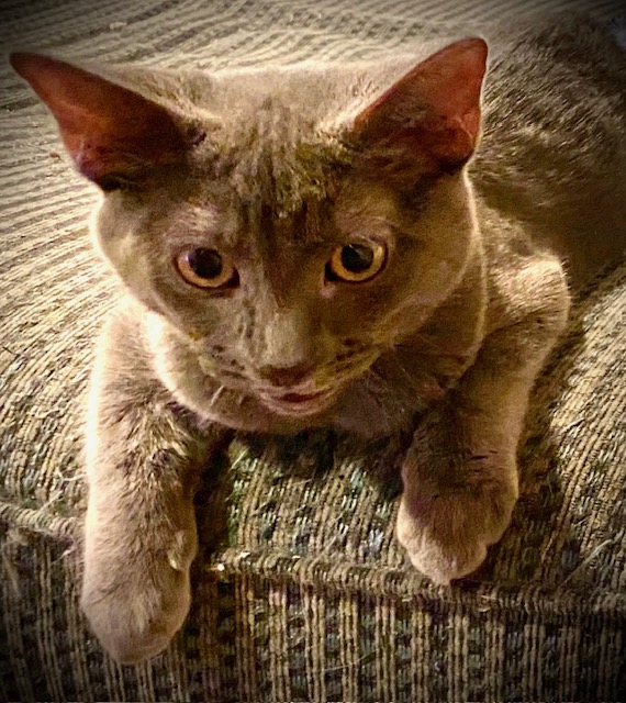 Clive, an adopted Domestic Short Hair in Upland, CA_image-1