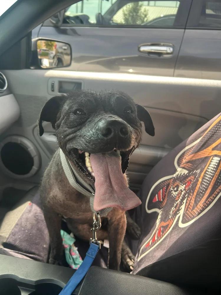 Ozzie, a Adoptable mixed breed in Huntsville, AL image 5/6