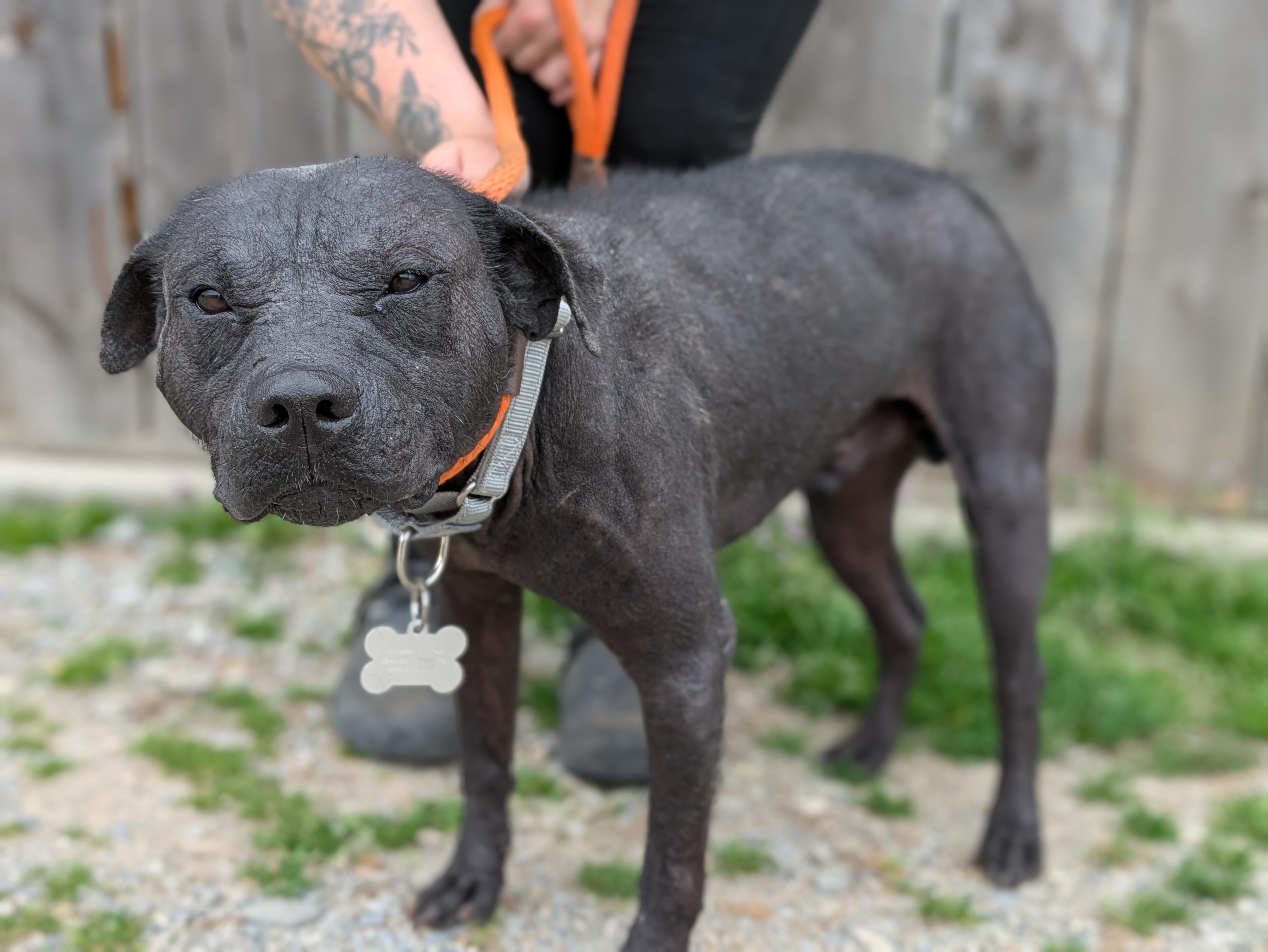 Enlarge Ozzie, a Adoptable Mixed Breed in Huntsville, AL image 1/5