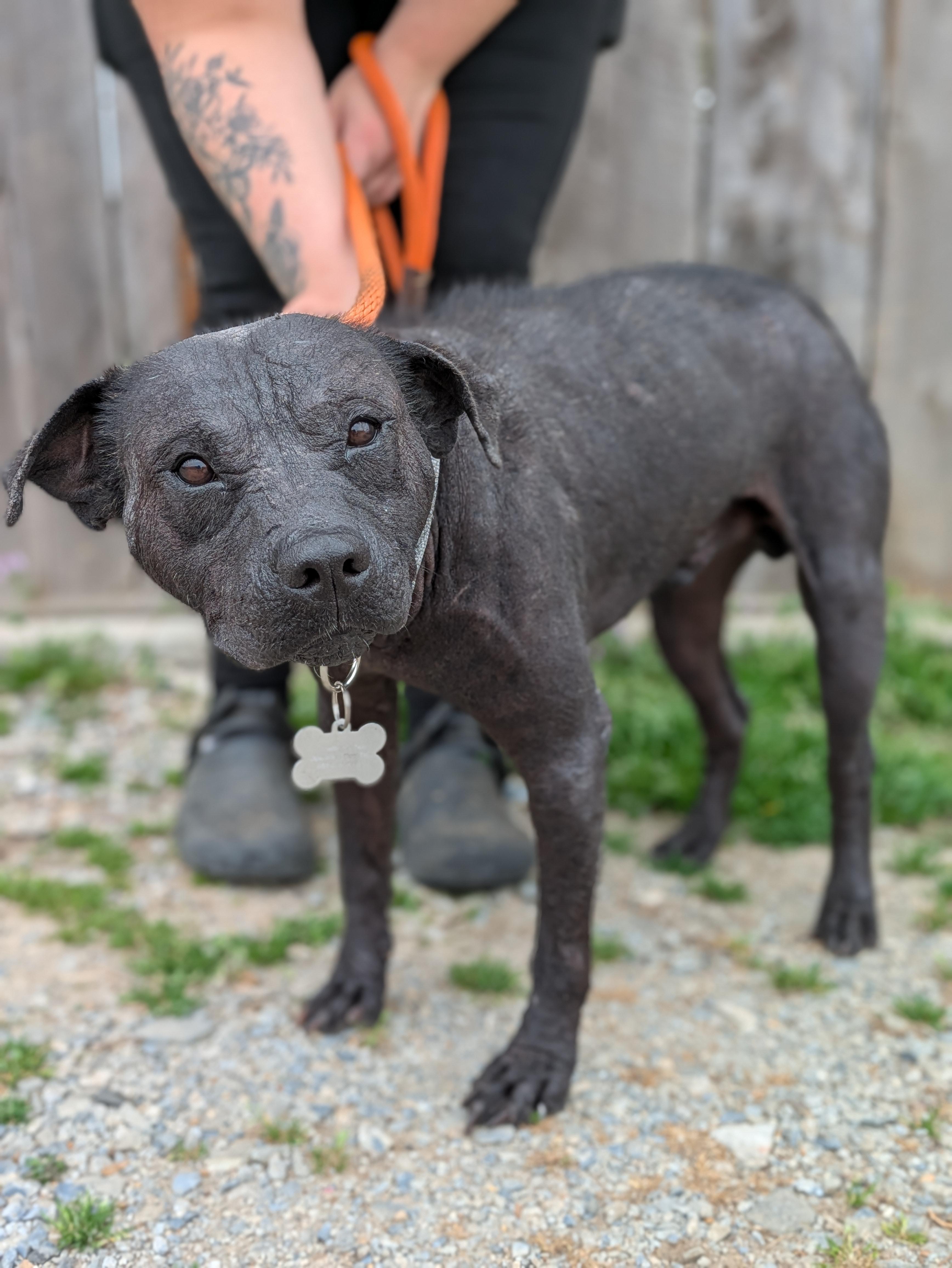 Enlarge Ozzie, a Adoptable Mixed Breed in Huntsville, AL image 2/5