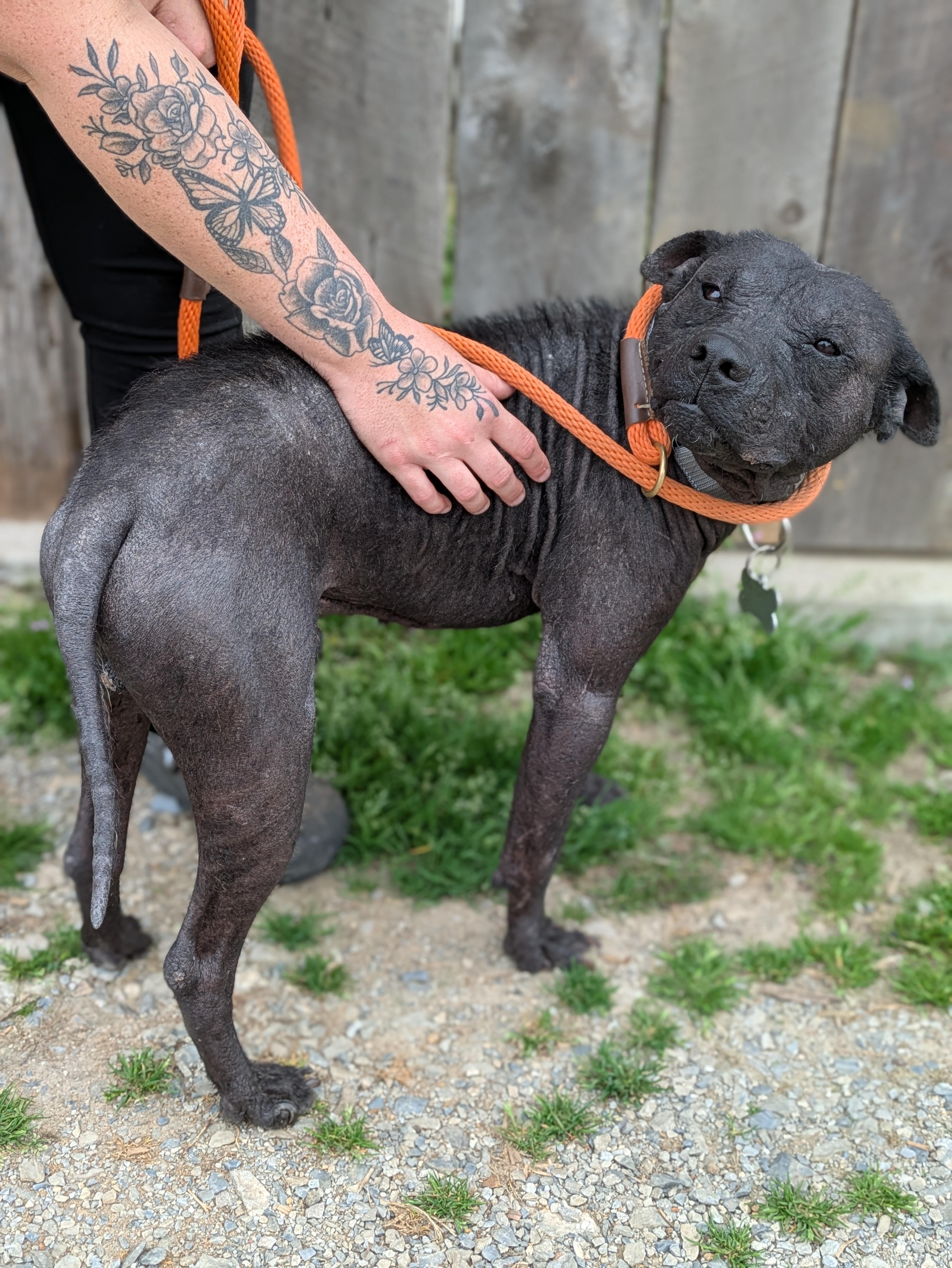 Enlarge Ozzie, a Adoptable Mixed Breed in Huntsville, AL image 3/5