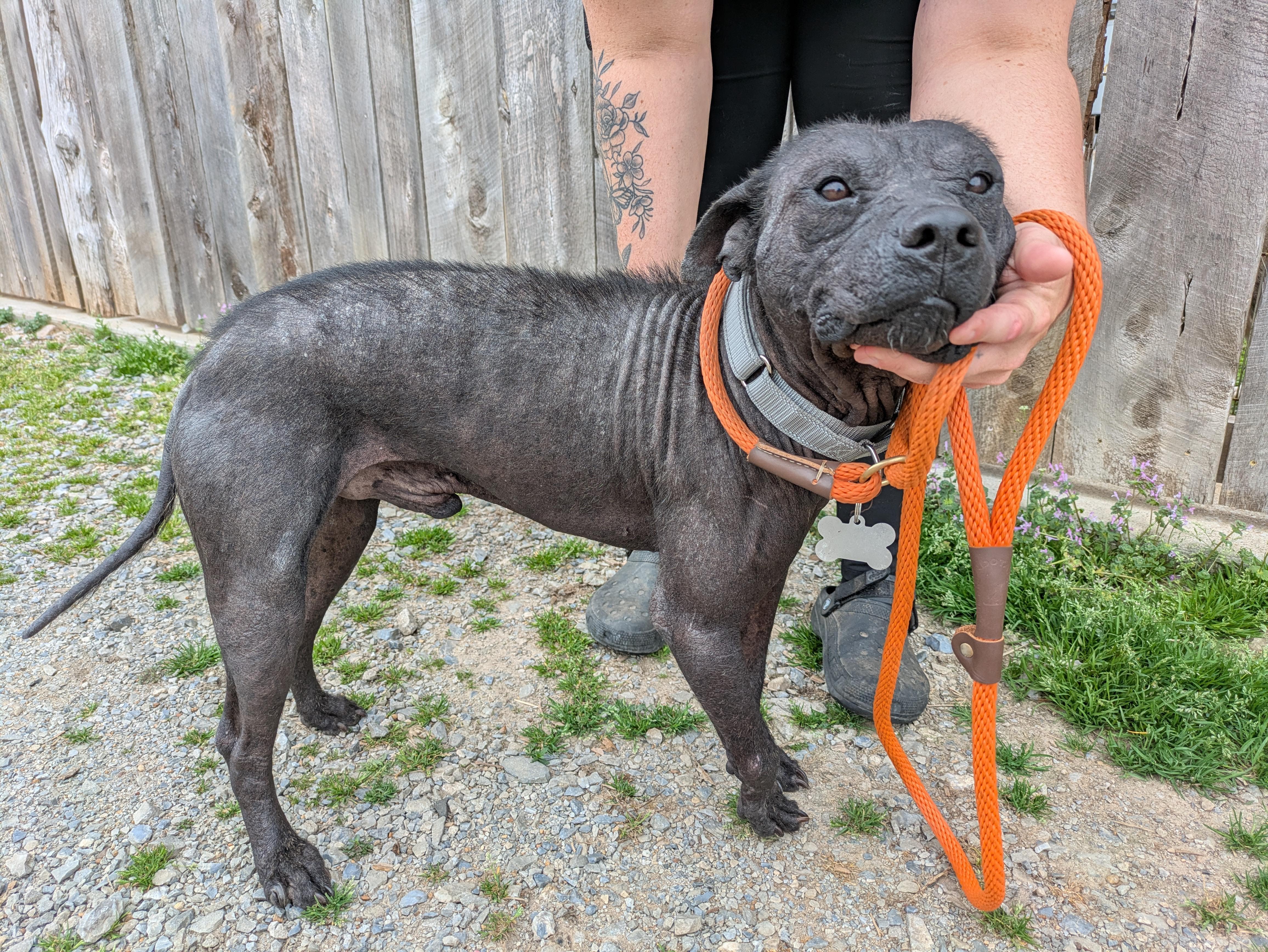 Enlarge Ozzie, a Adoptable Mixed Breed in Huntsville, AL image 4/5