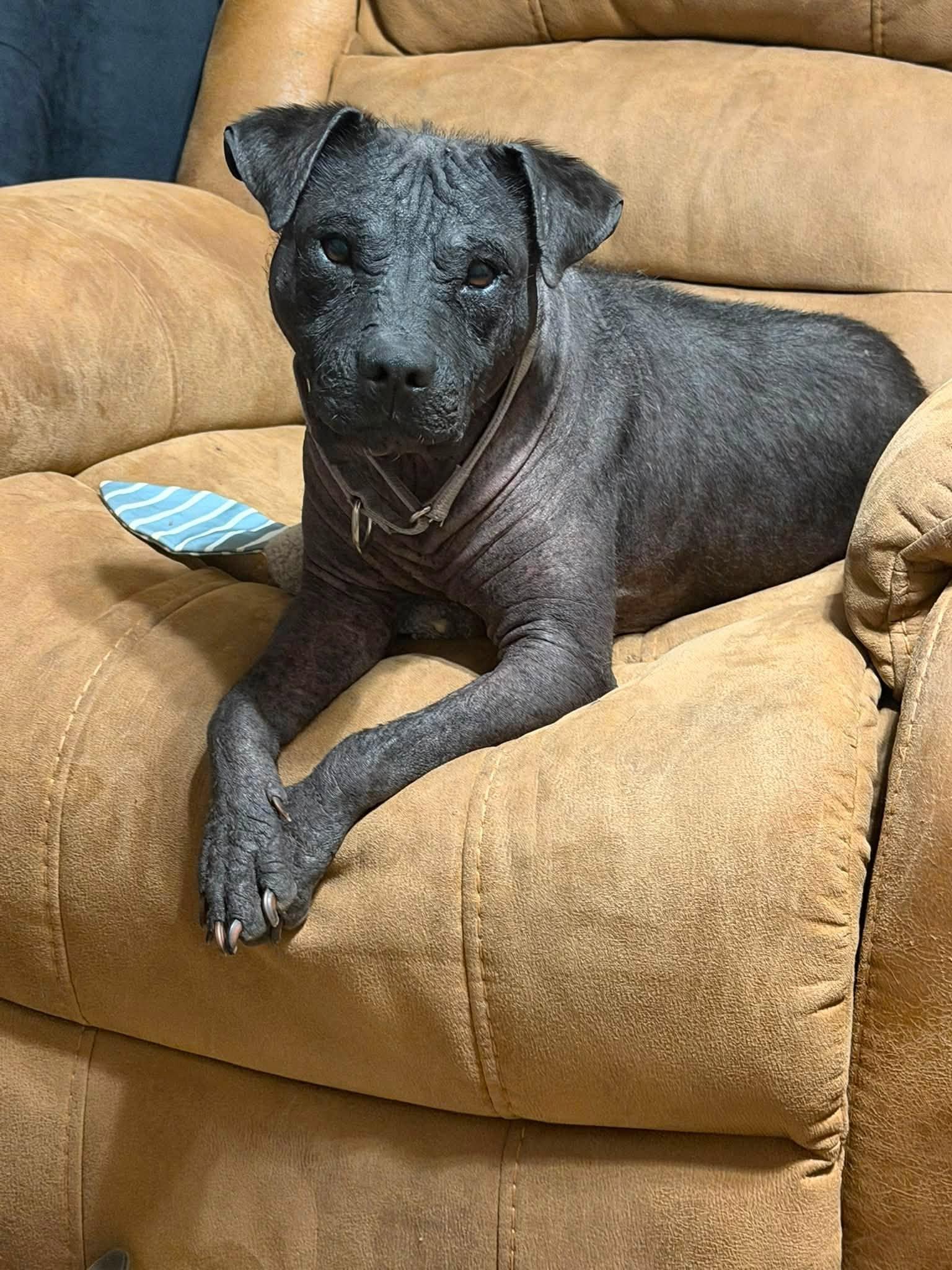Ozzie, a Adoptable mixed breed in Huntsville, AL image 2/6