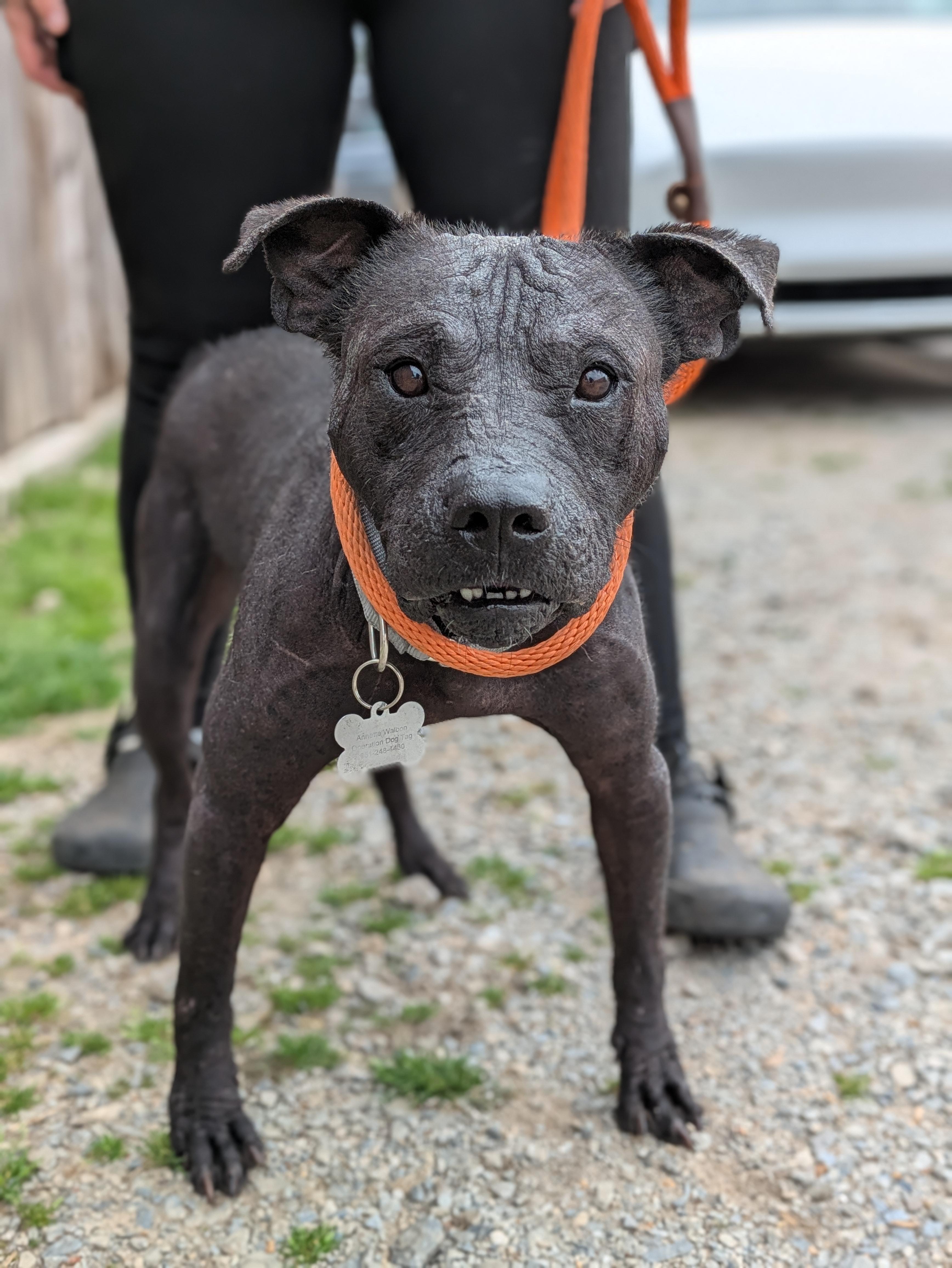 Enlarge Ozzie, a Adoptable Mixed Breed in Huntsville, AL image 5/5