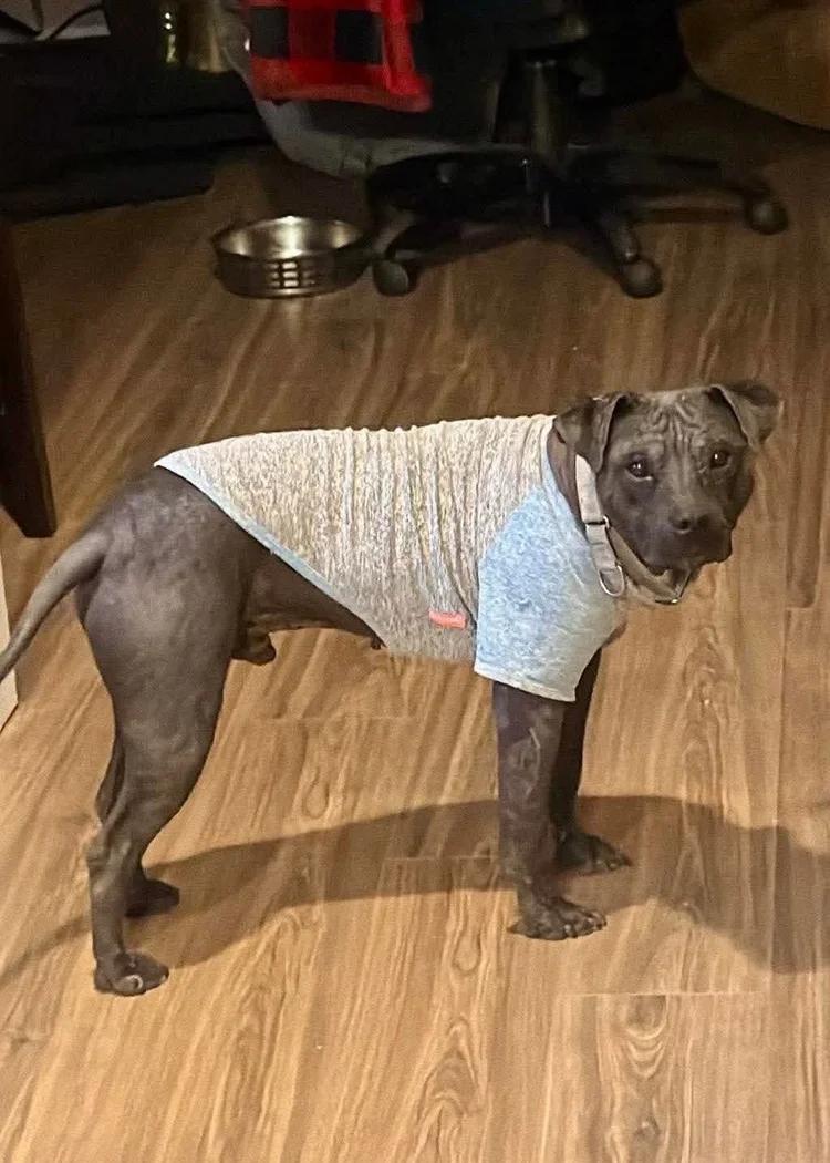 Ozzie, a Adoptable mixed breed in Huntsville, AL image 4/6