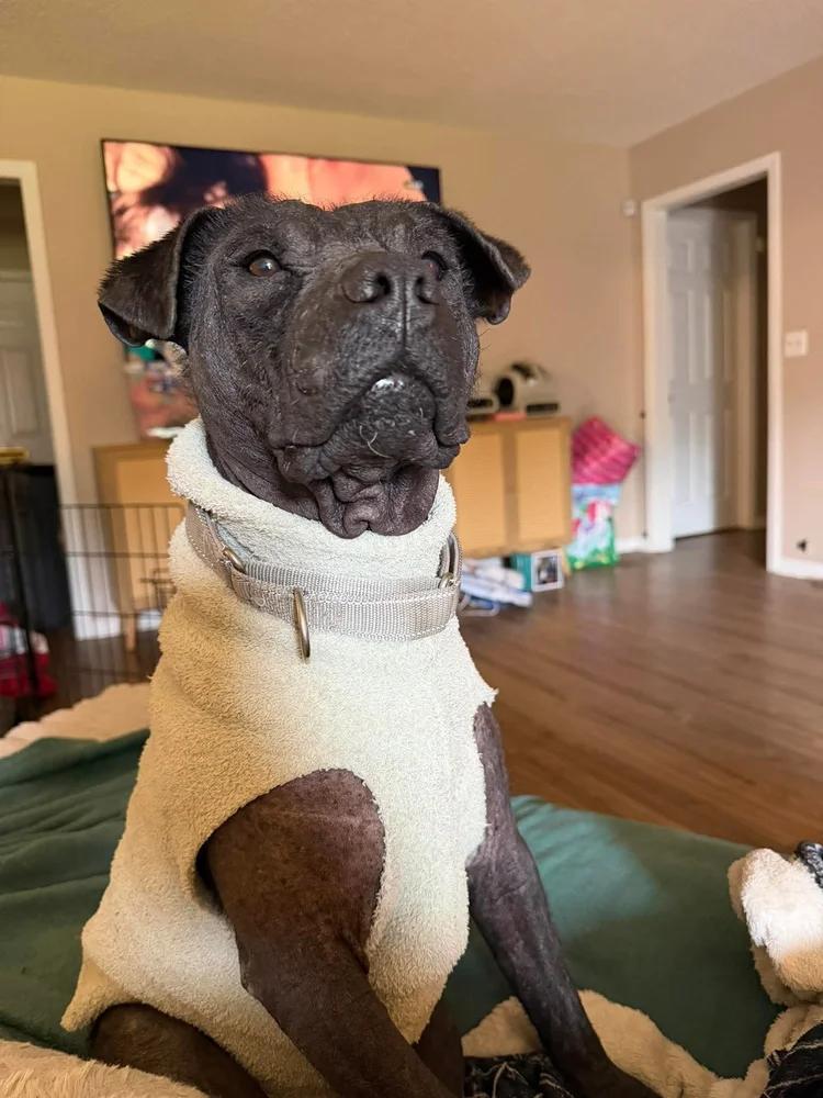 Ozzie, a Adoptable mixed breed in Huntsville, AL image 1/6