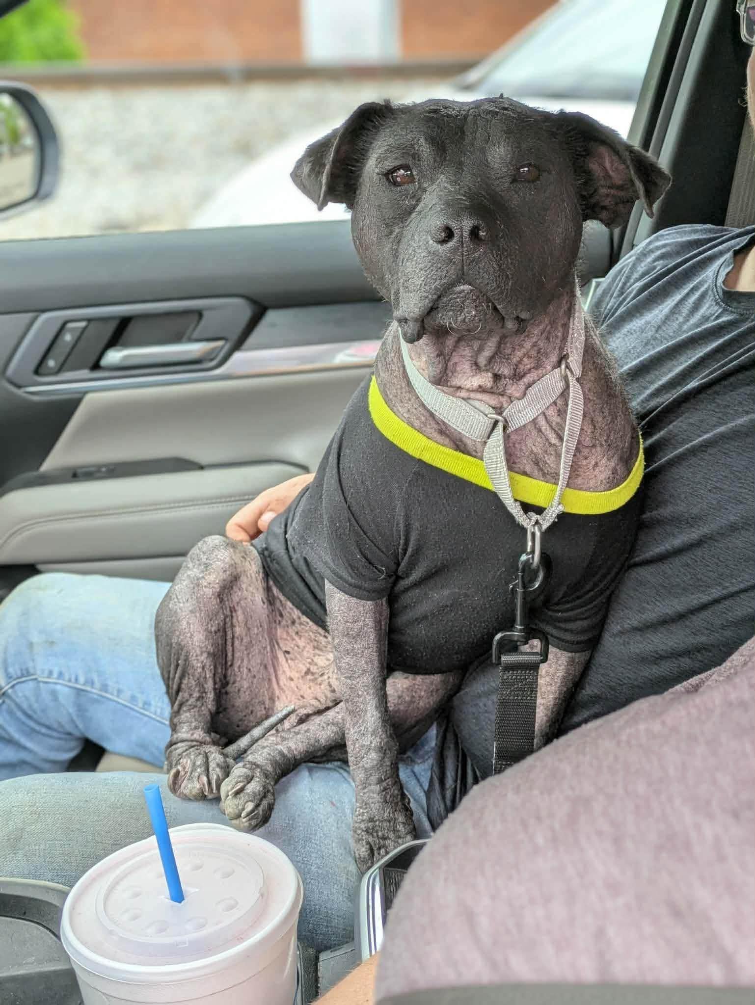 Ozzie, a Adoptable mixed breed in Huntsville, AL image 3/6