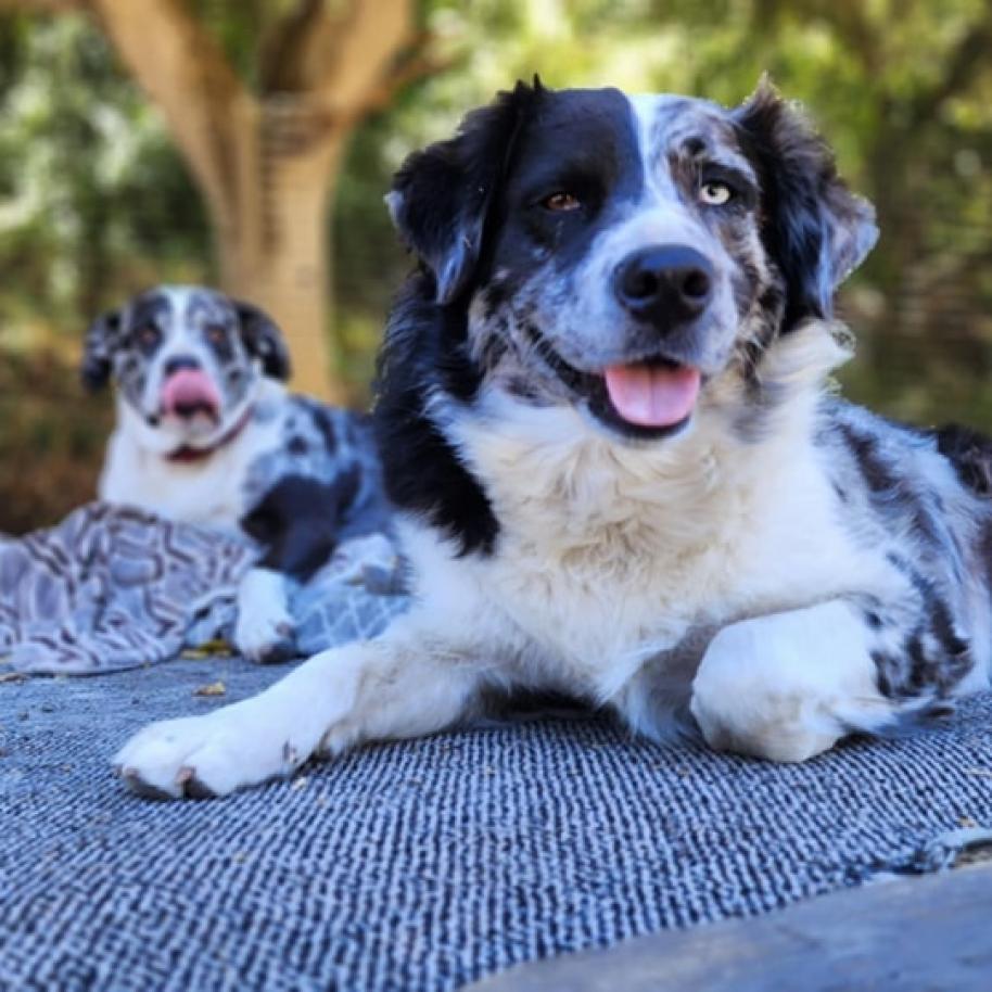 Enlarge Poptie, a Adoptable Australian Shepherd in Lompoc, CA image 1/5