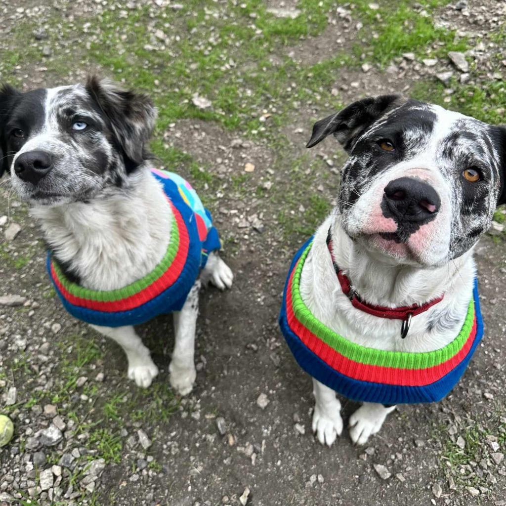Enlarge Poptie, a Adoptable Australian Shepherd in Lompoc, CA image 3/5