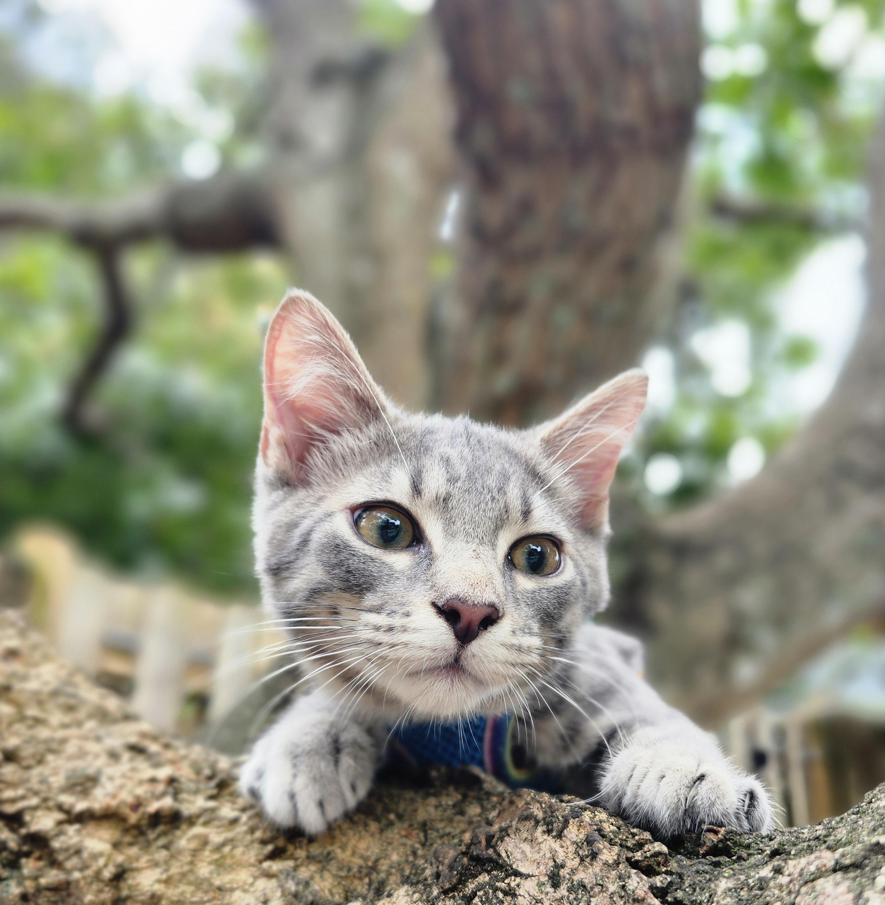 Enlarge Caelum , a ADOPTABLE Domestic Short Hair in Sunrise, FL image 4/6