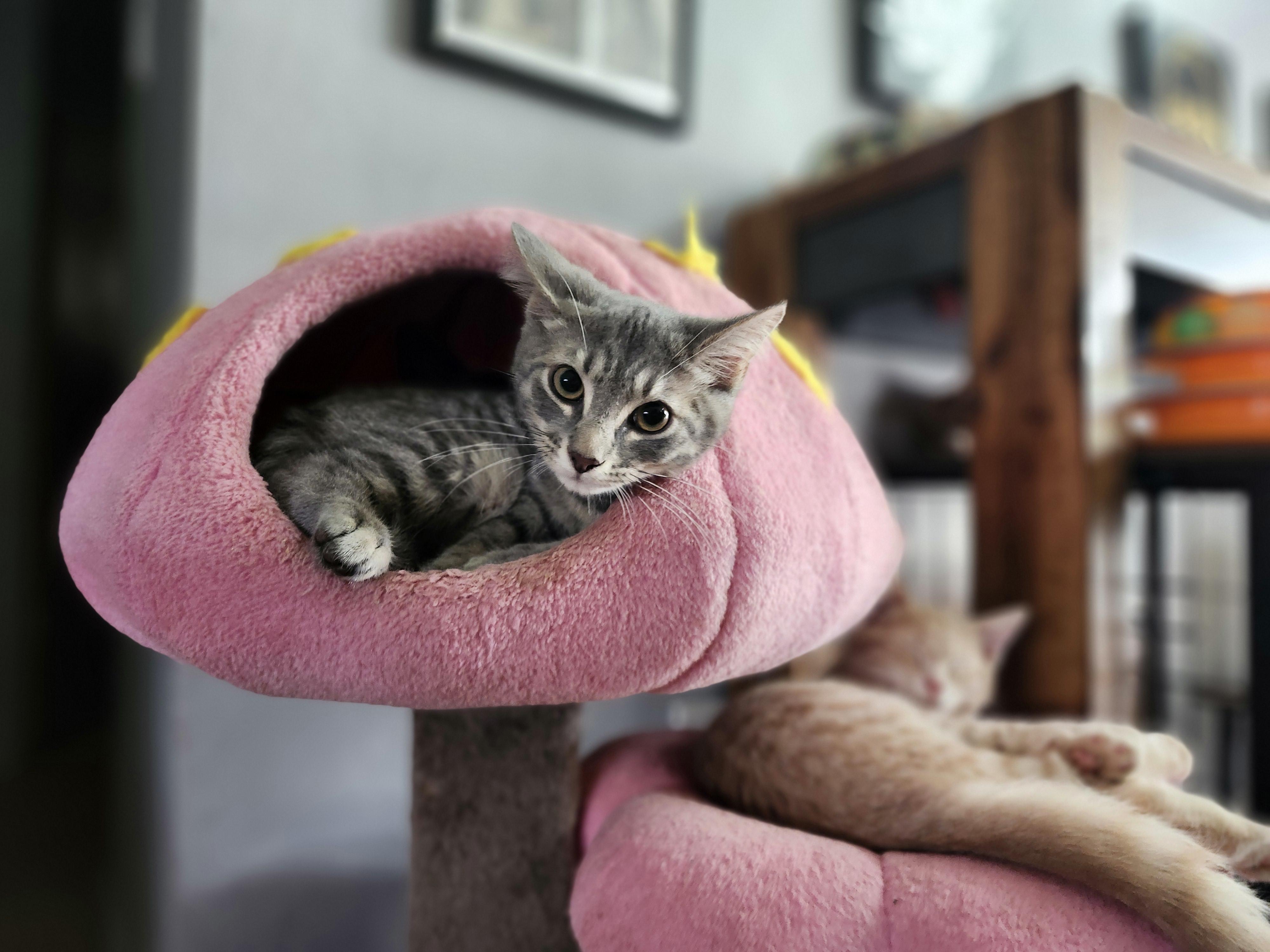 Enlarge Caelum , a ADOPTABLE Domestic Short Hair in Sunrise, FL image 3/6