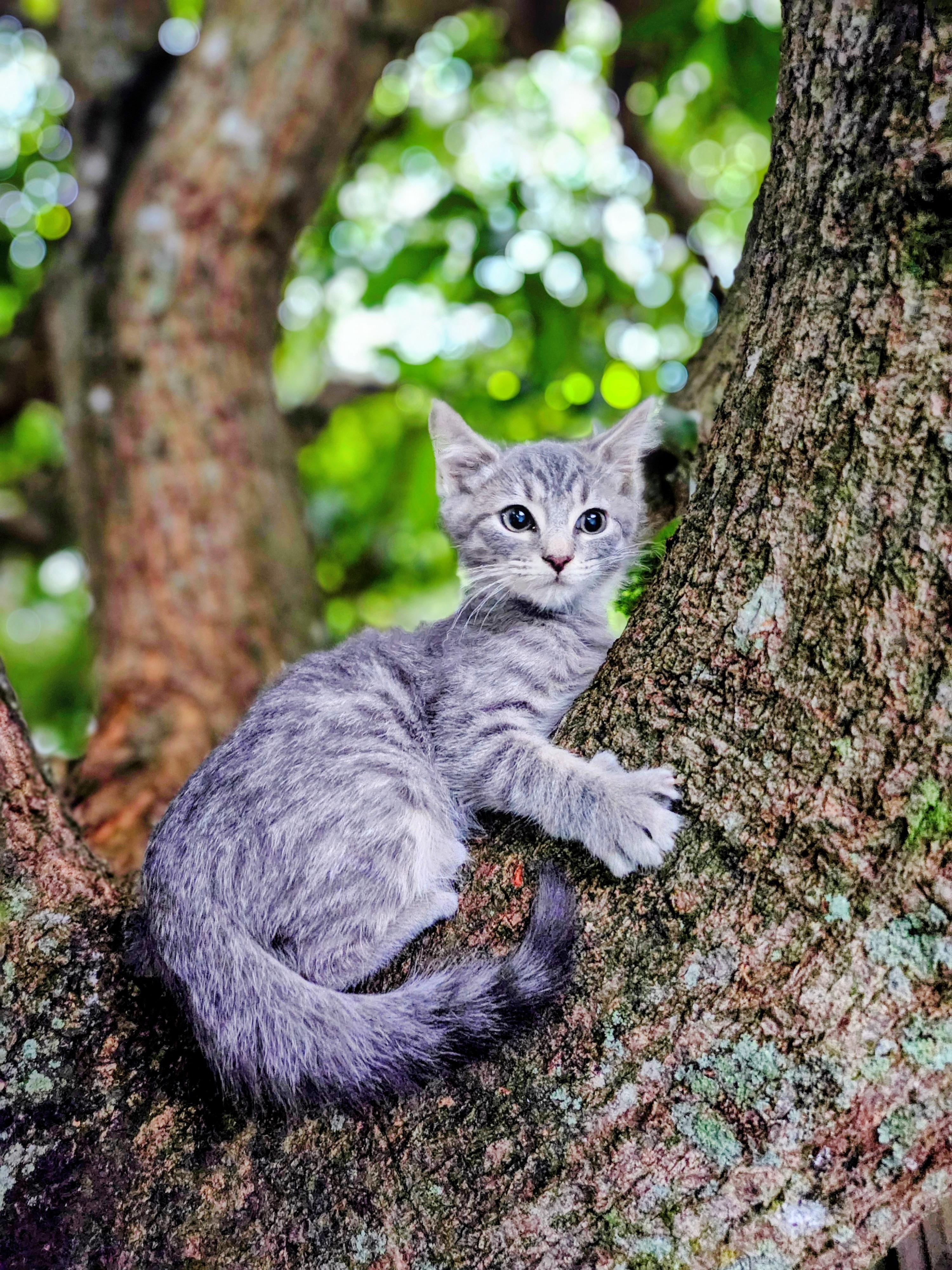 Enlarge Caelum , a ADOPTABLE Domestic Short Hair in Sunrise, FL image 6/6