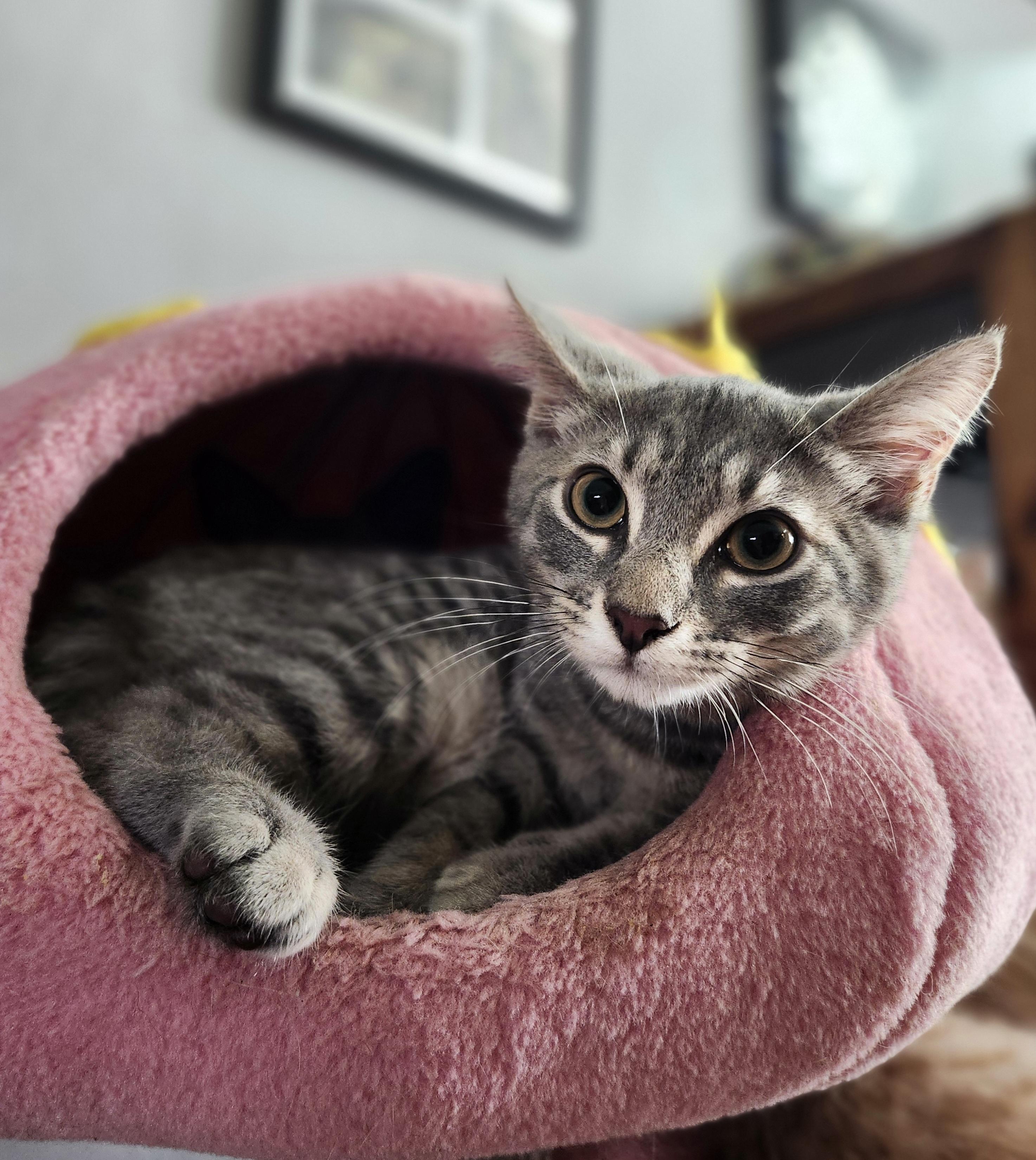 Enlarge Caelum , a ADOPTABLE Domestic Short Hair in Sunrise, FL image 5/6