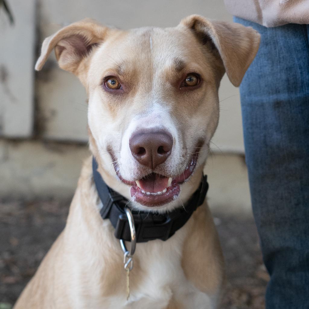 BAXTER, Adoptable, Adult Male Labrador Retriever & Mixed Breed.
