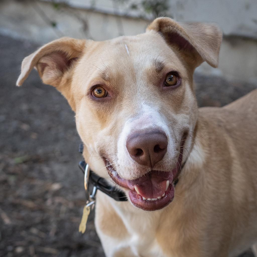 BAXTER, Adoptable, Adult Male Labrador Retriever & Mixed Breed.