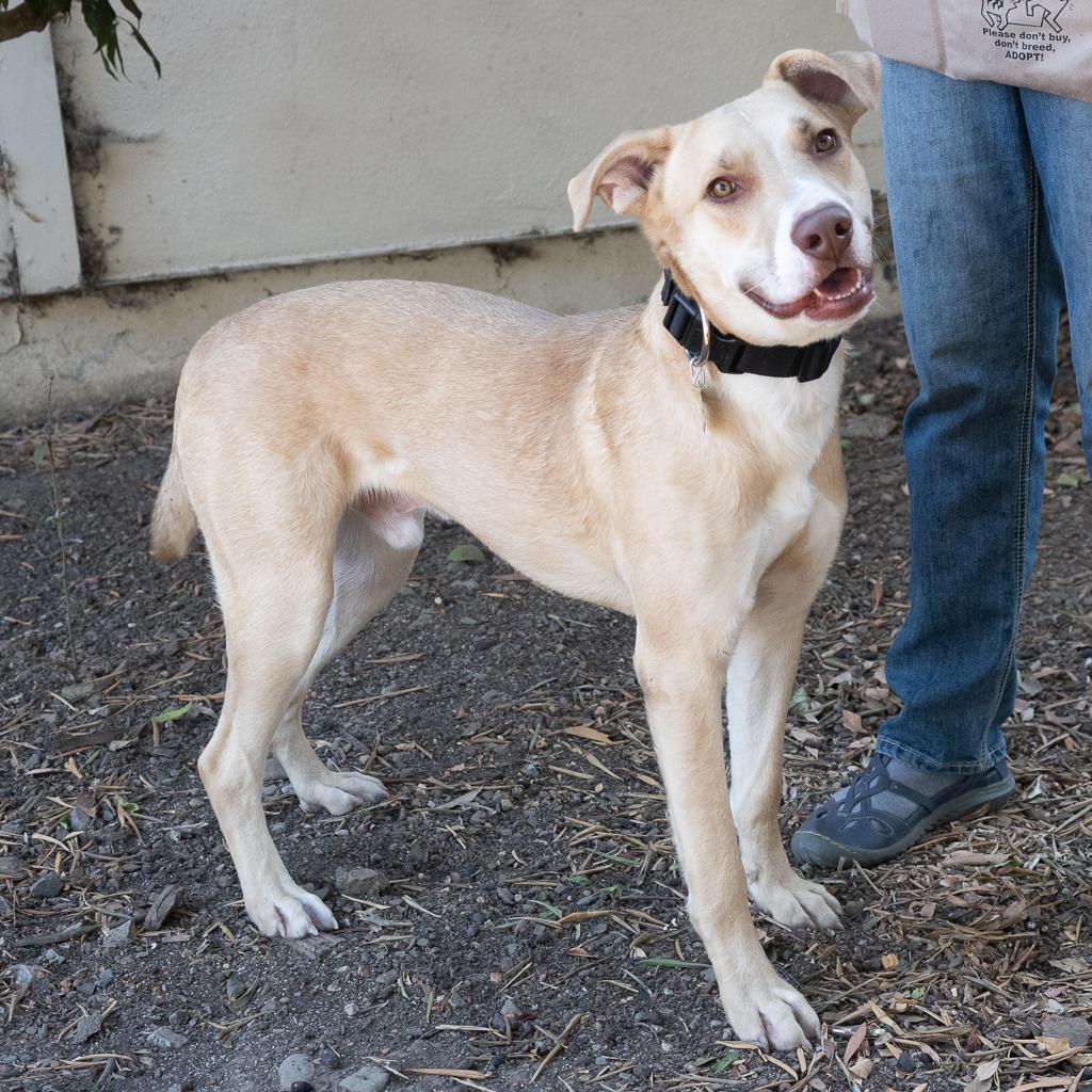 Enlarge BAXTER, a Adoptable mixed breed in Point Richmond, CA image 3/4