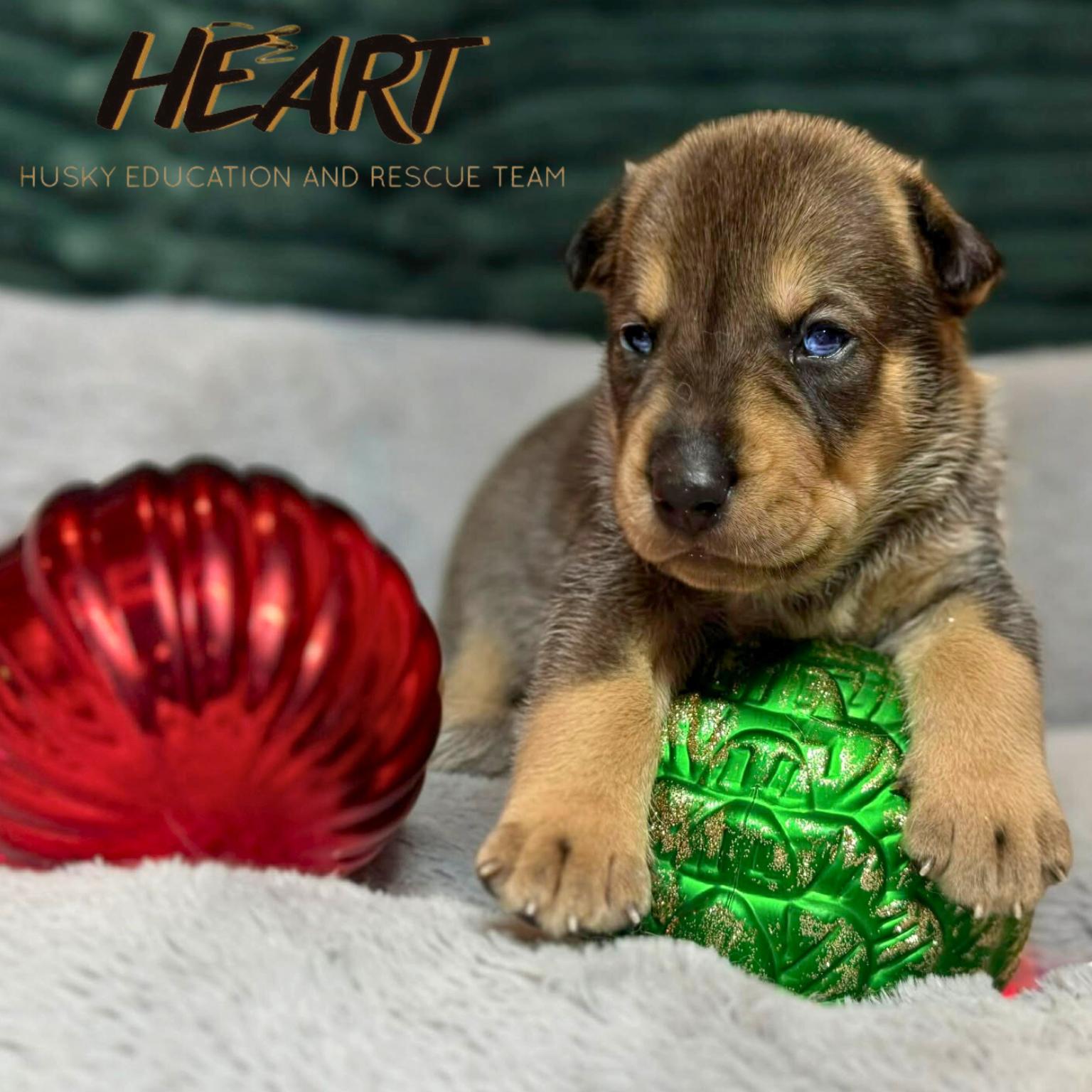 Enlarge Fred - Adopted - Congrats Luke, a Adopted Siberian Husky in Millersville, MD image 1/3