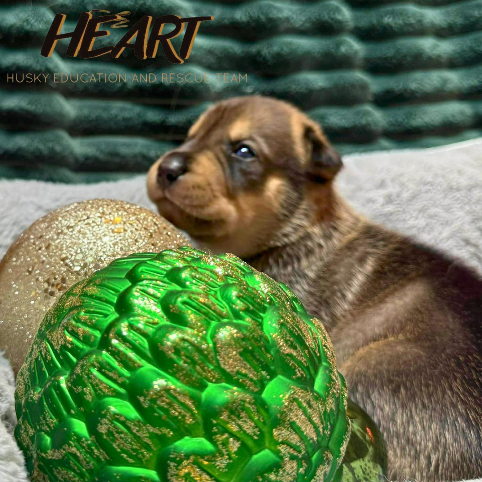 Enlarge Fred - Adopted - Congrats Luke, a Adopted Siberian Husky in Millersville, MD image 2/3