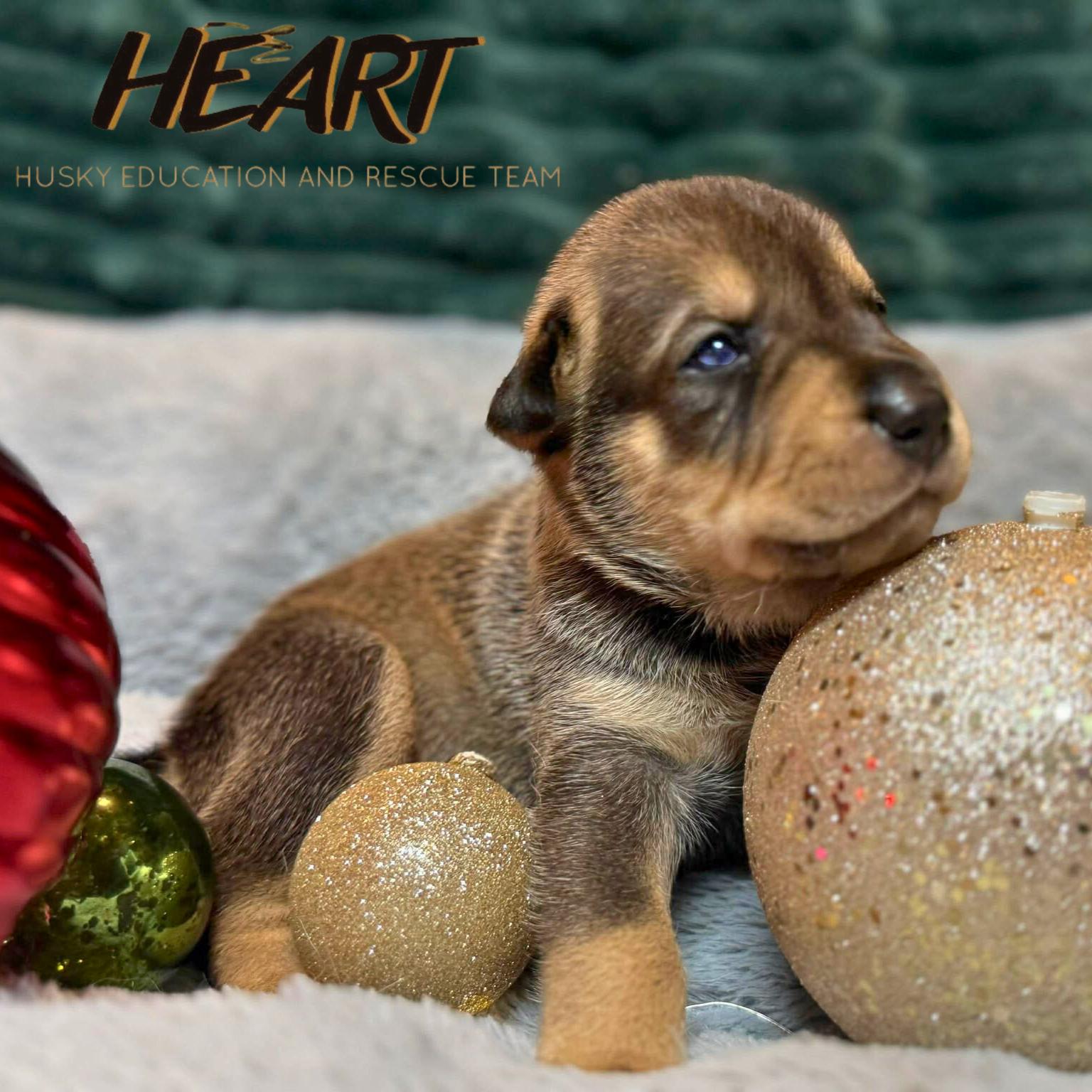 Enlarge Fred - Adopted - Congrats Luke, a Adopted Siberian Husky in Millersville, MD image 3/3