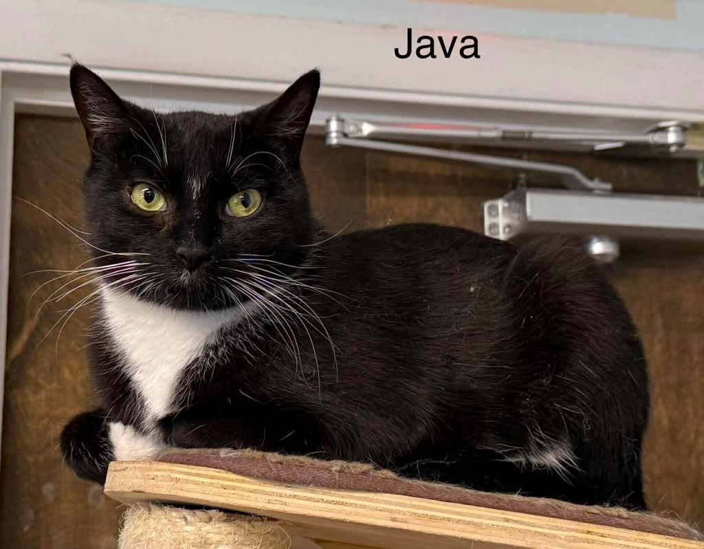 Java, Adoptable, Young Male Domestic Short Hair.