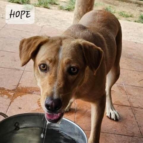 Enlarge Hope, a ADOPTABLE mixed breed in Milford, NH image 3/3