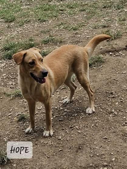Hope, ADOPTABLE, Adult Female Labrador Retriever.