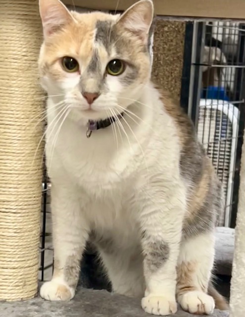 BEV, a Adoptable Dilute Calico in Lake Ozark, MO image 2/3