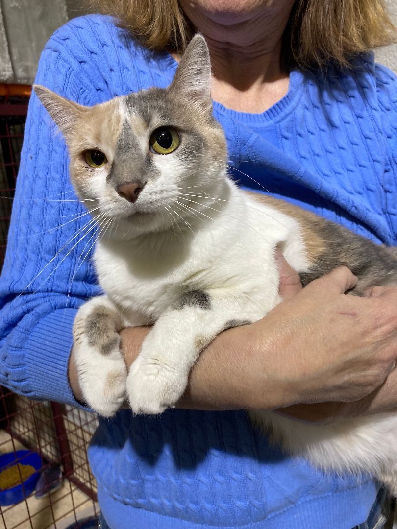 BEV, a Adoptable Dilute Calico in Lake Ozark, MO image 3/3