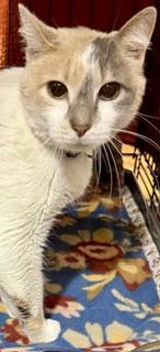 BEV, a Adoptable Dilute Calico in Lake Ozark, MO image 4/5